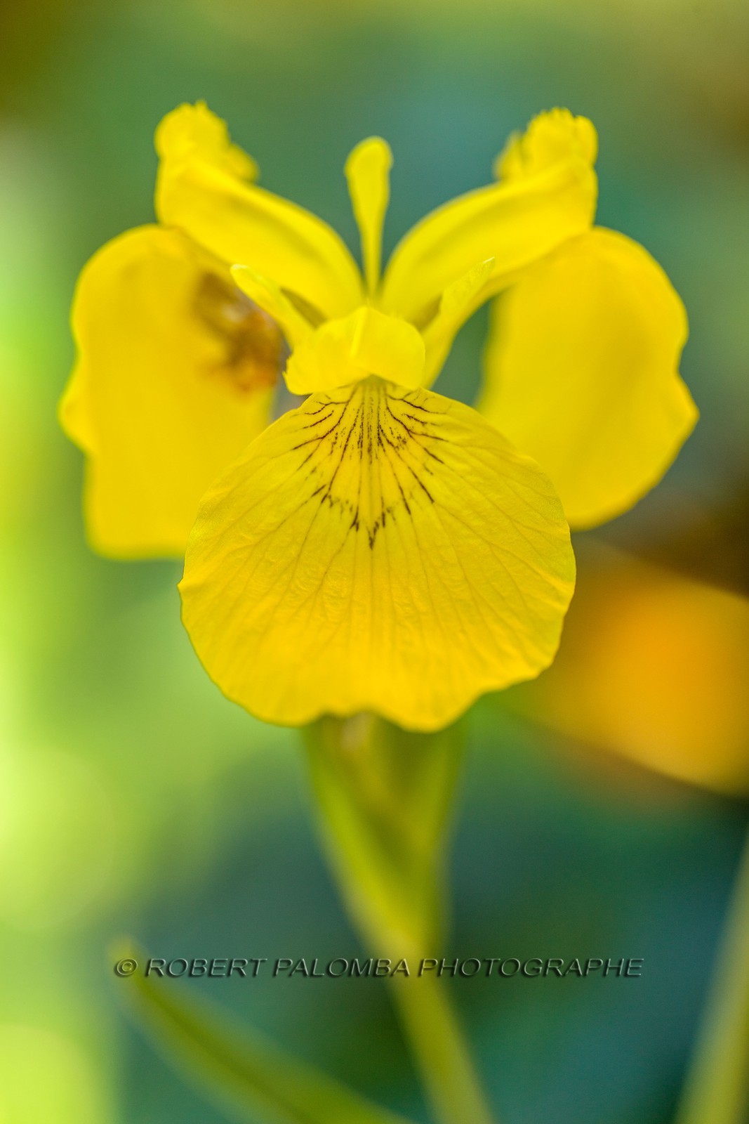 Iris, Iris haynei