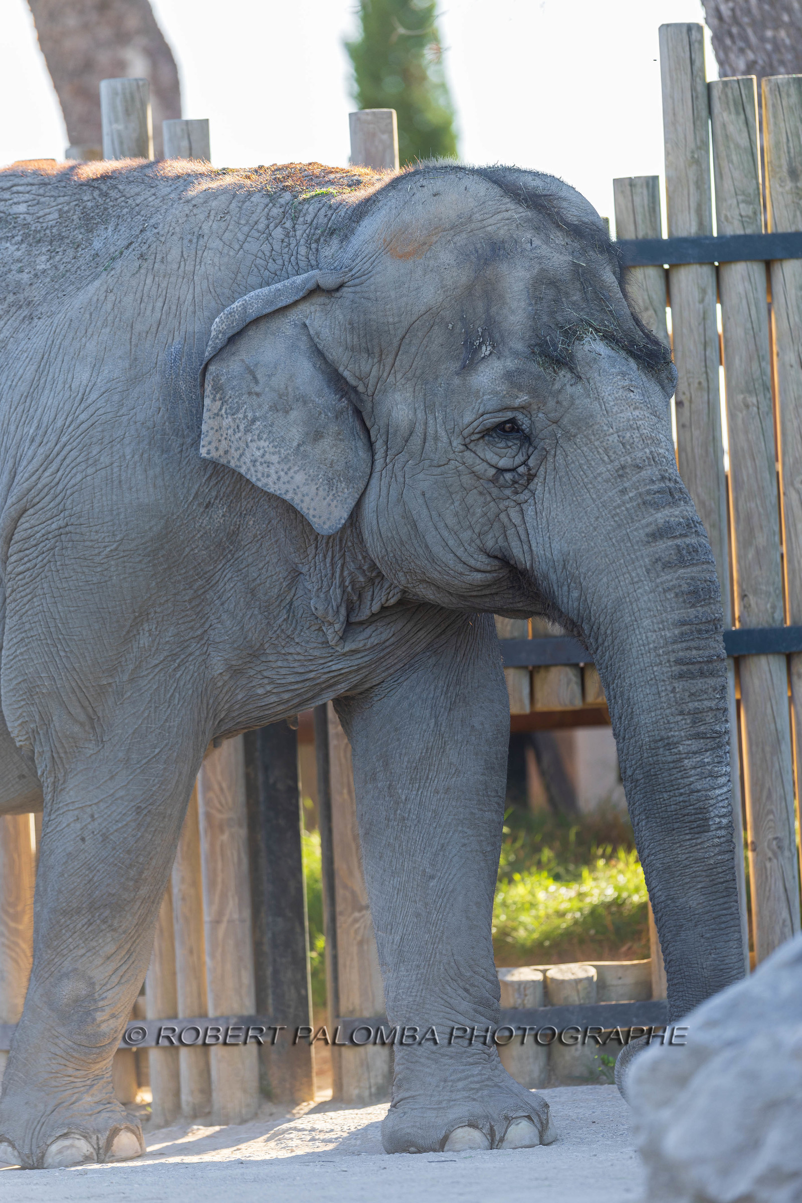 Parc animalier de la Barben