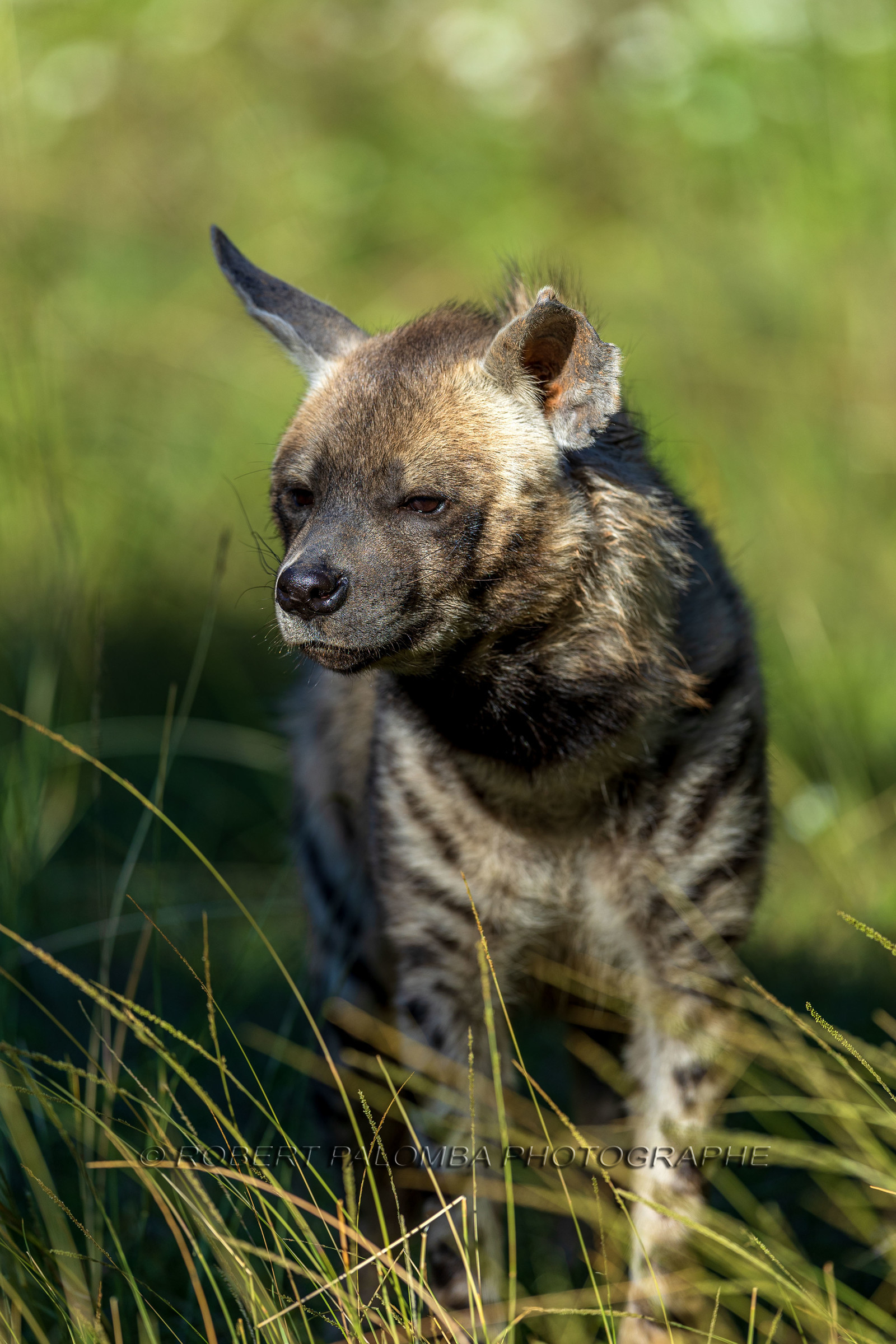 Parc animalier de la Barben