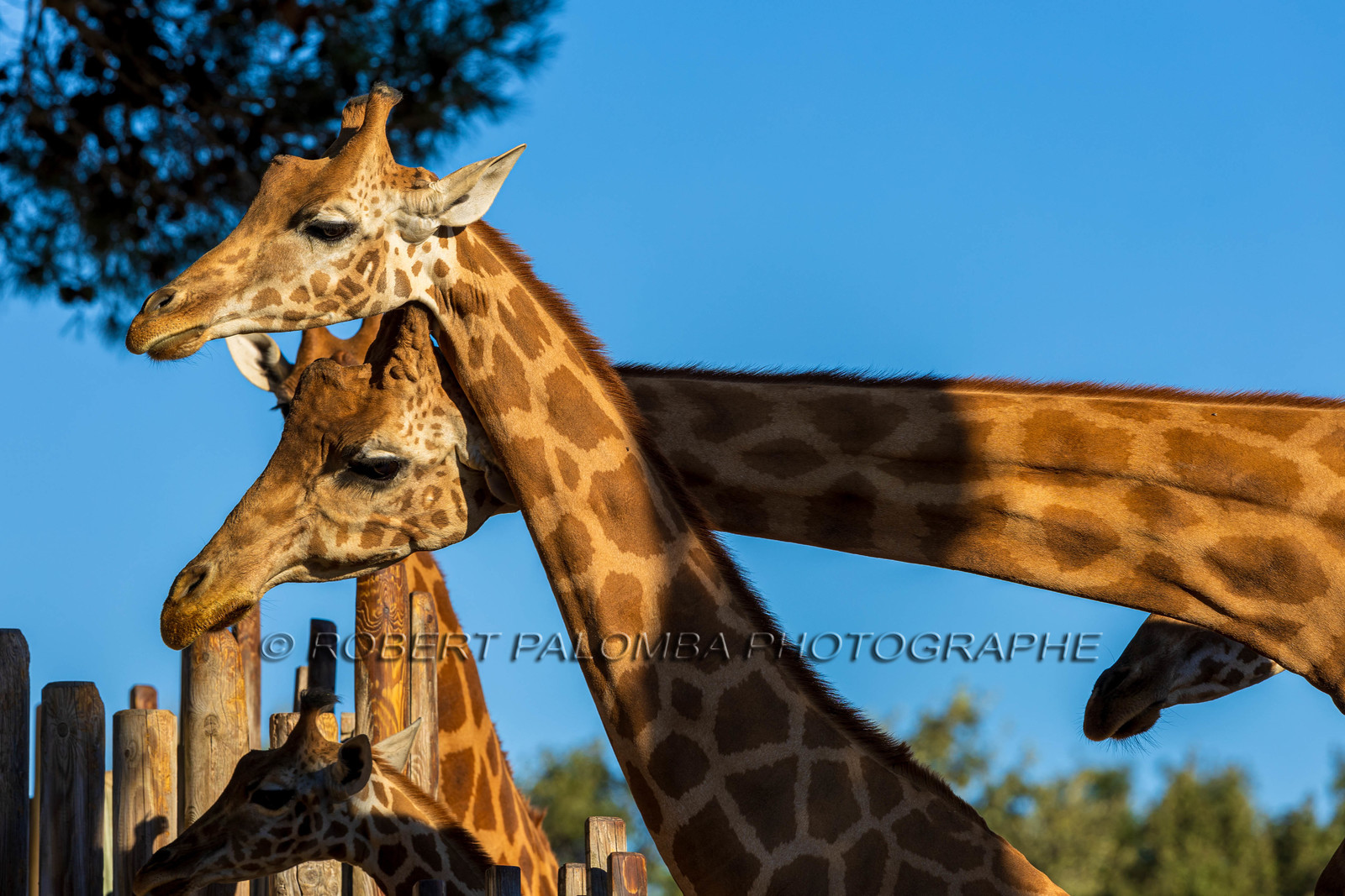 Parc animalier de la Barben
