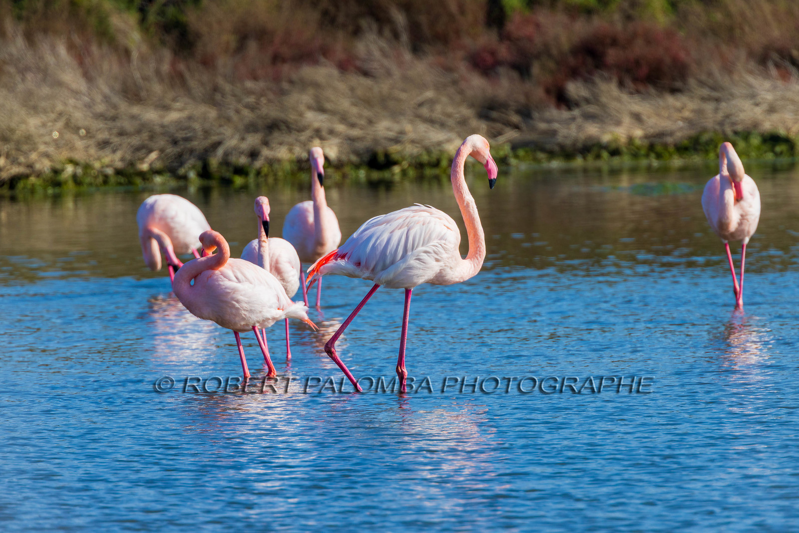 Flamant rose