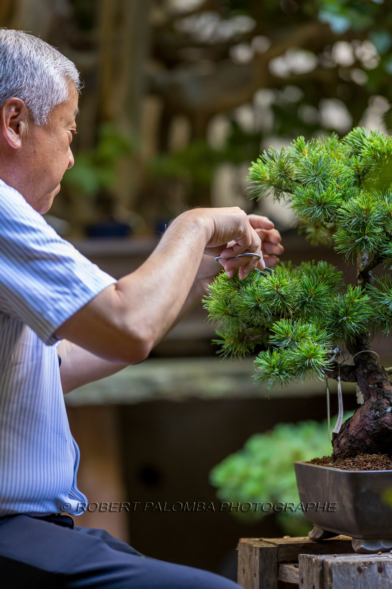 Bonsai Center