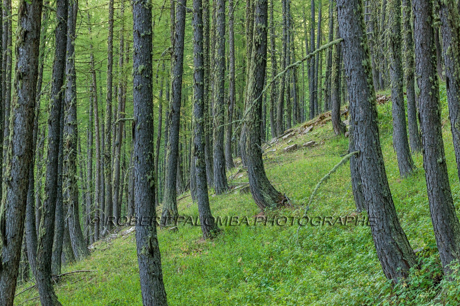 Rando Vtt Lacs de Lignin