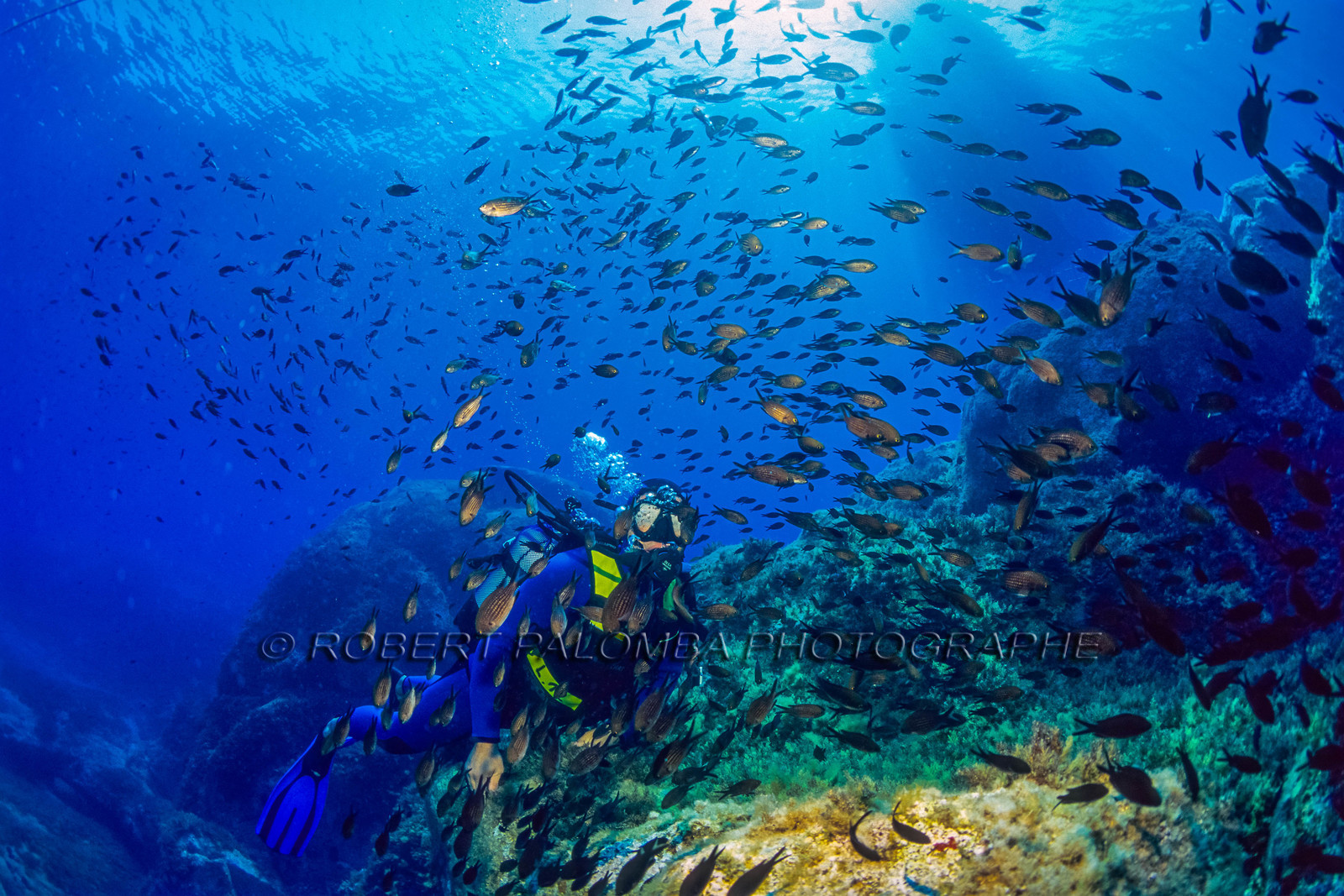 Plongée sous-marine