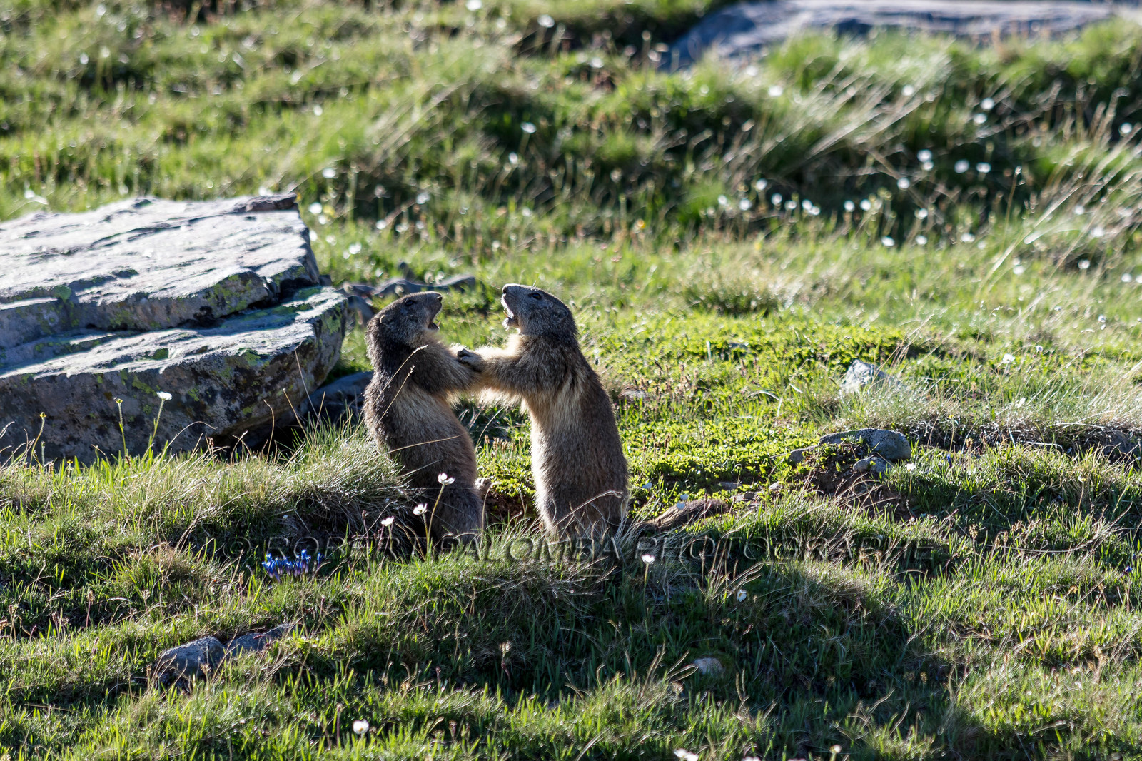 Marmotte, Marmota