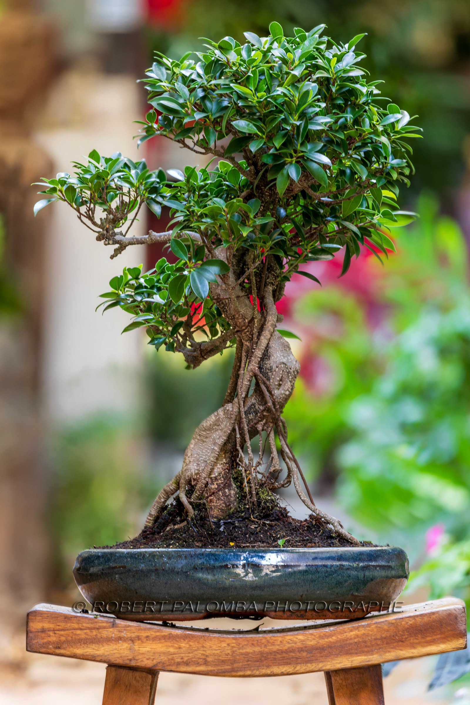 Bonsai Center