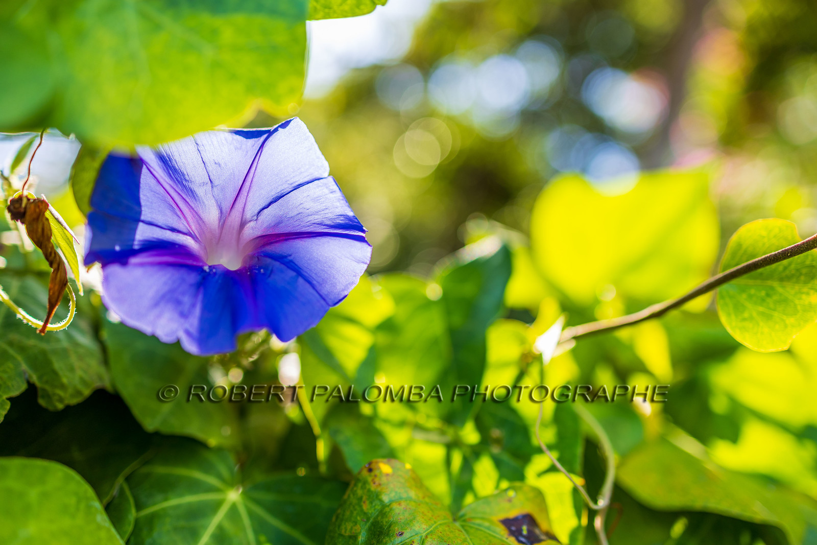 Lérins Sainte-Marguerite 2023