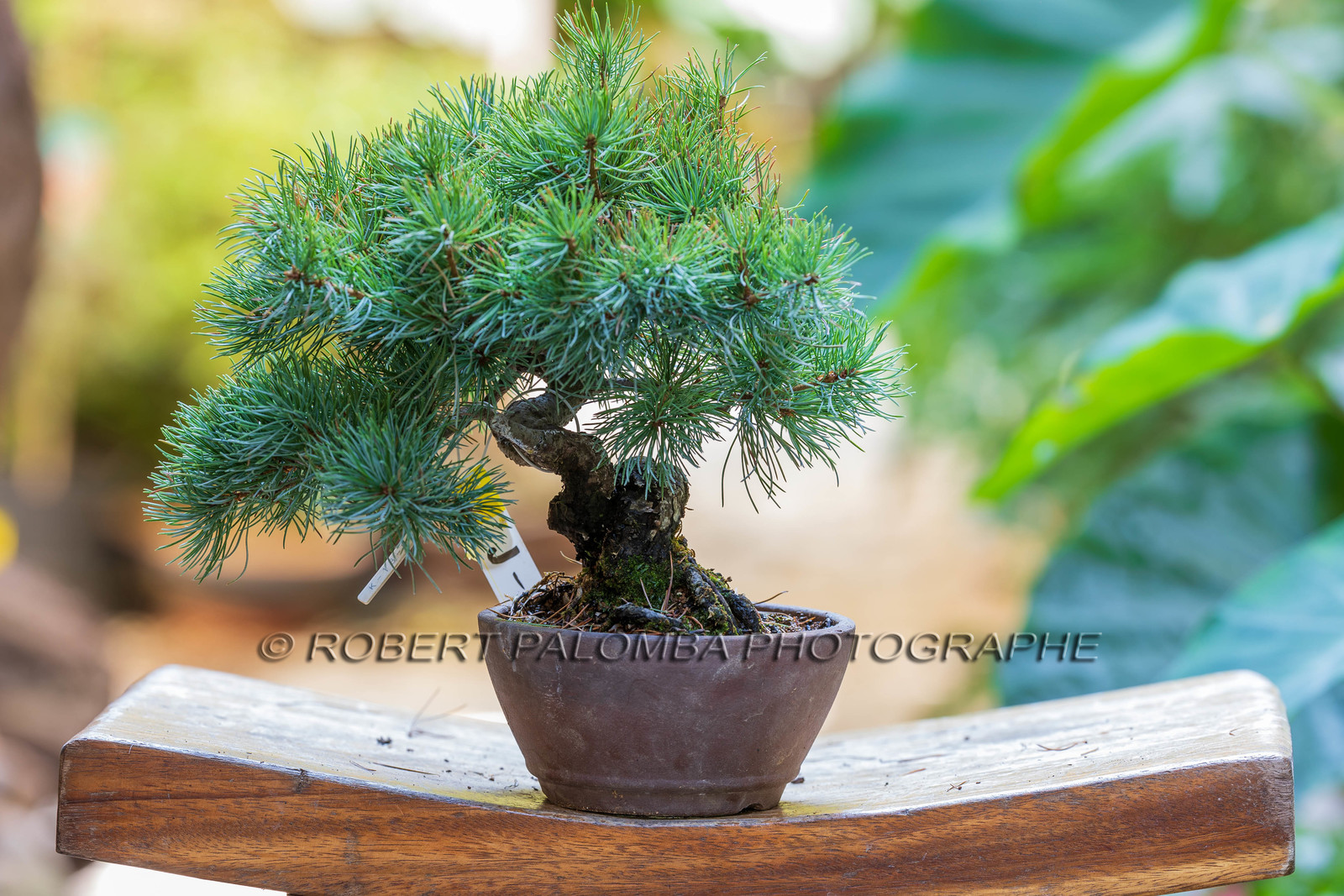 Alpes-Maritimes (06) Nice, Bonsaï,