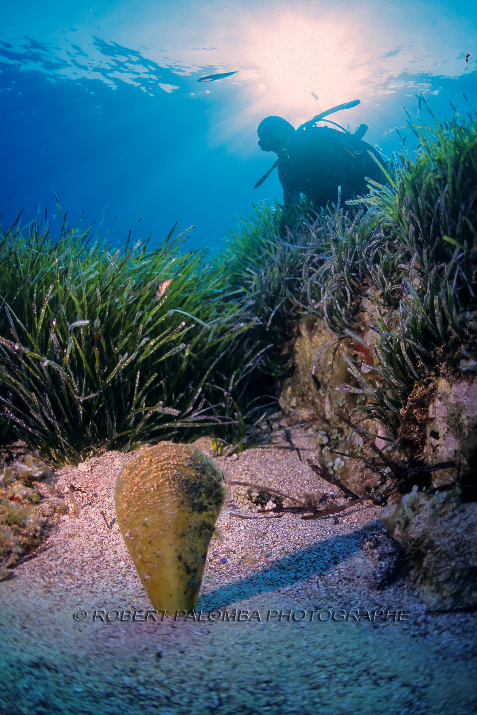 Plongée sous-marine