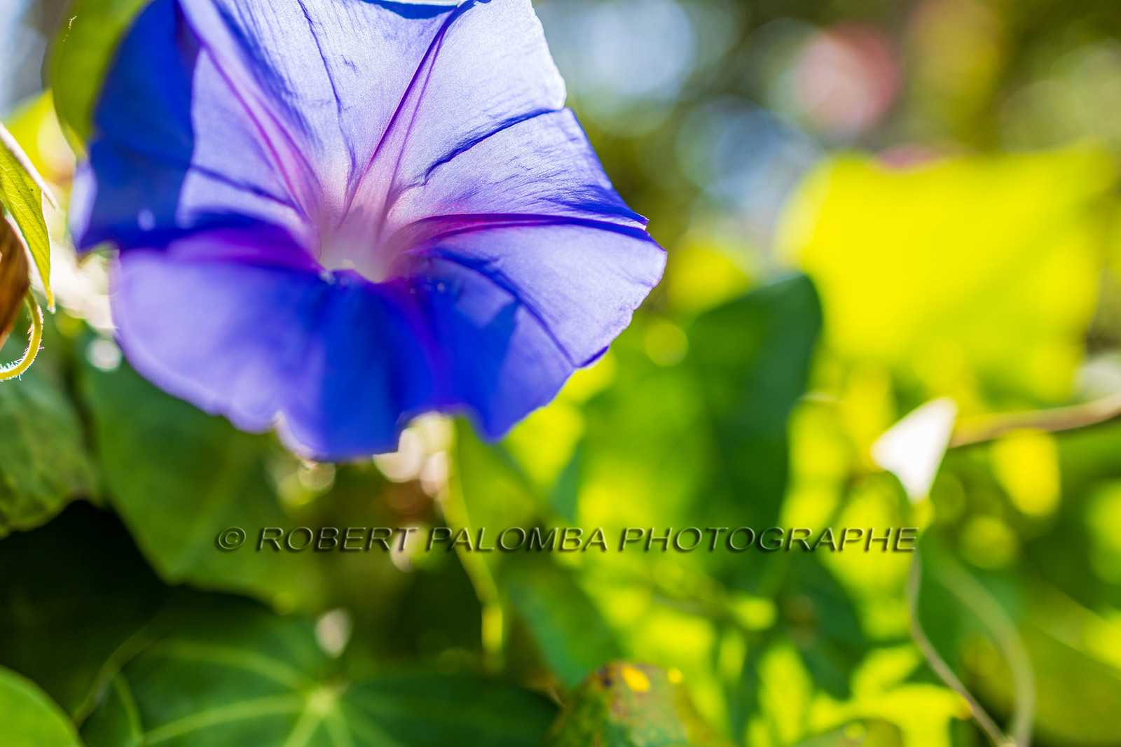 Lérins Sainte-Marguerite 2023