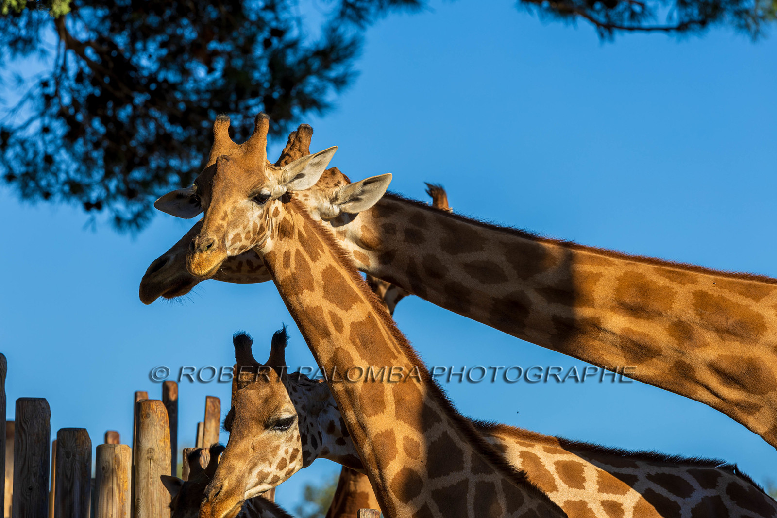 Parc animalier de la Barben