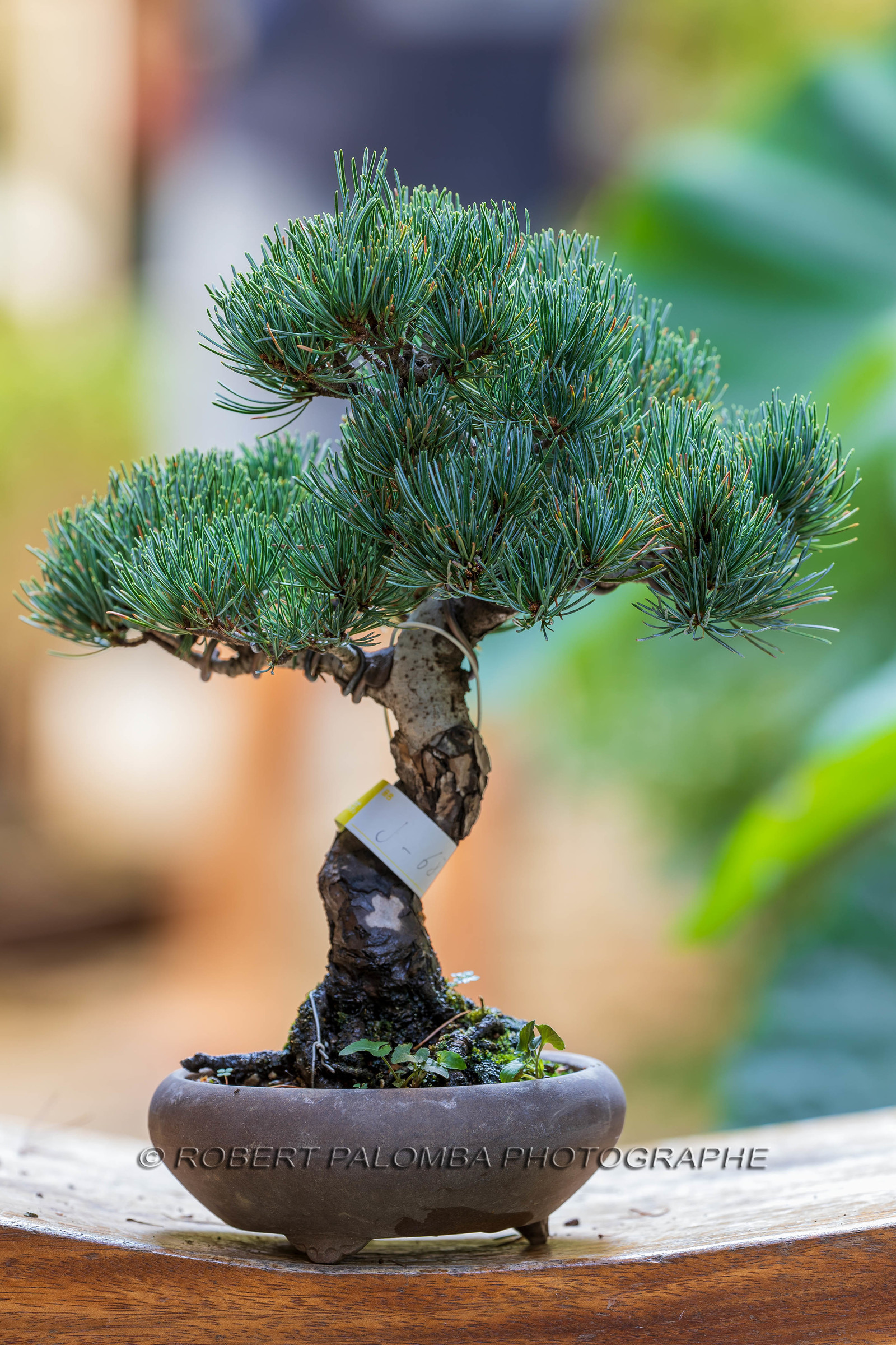 Alpes-Maritimes (06) Nice, Bonsaï,