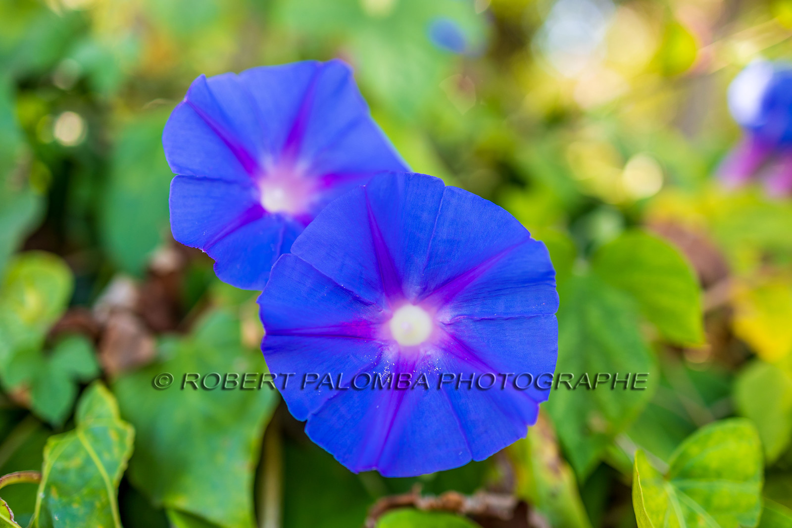 Lérins Sainte-Marguerite 2023