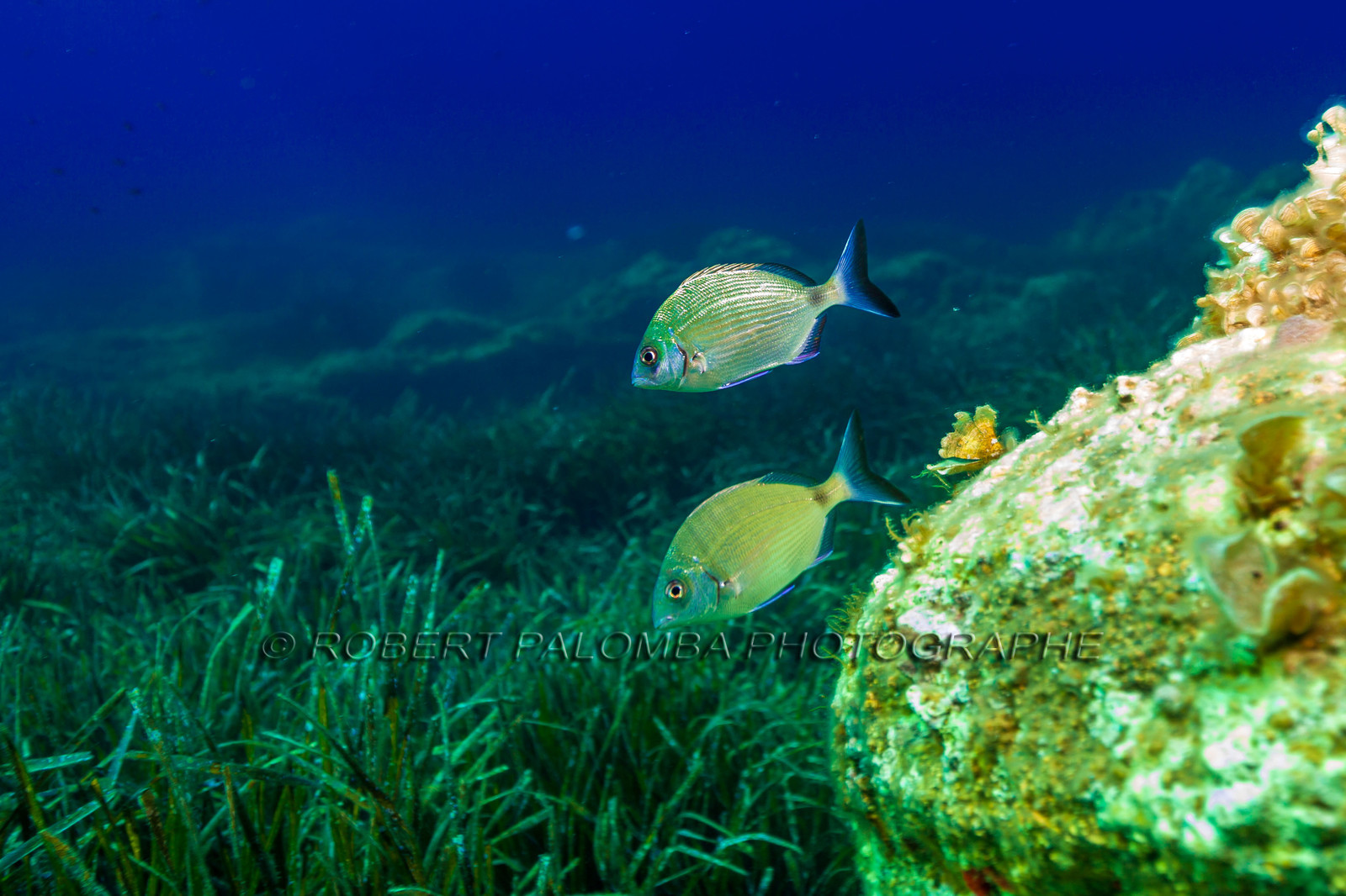 Plongée-sous-marine