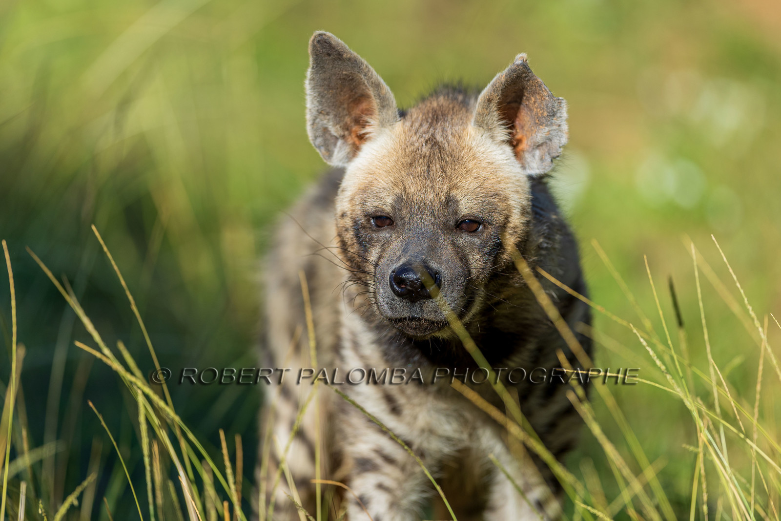 Parc animalier de la Barben