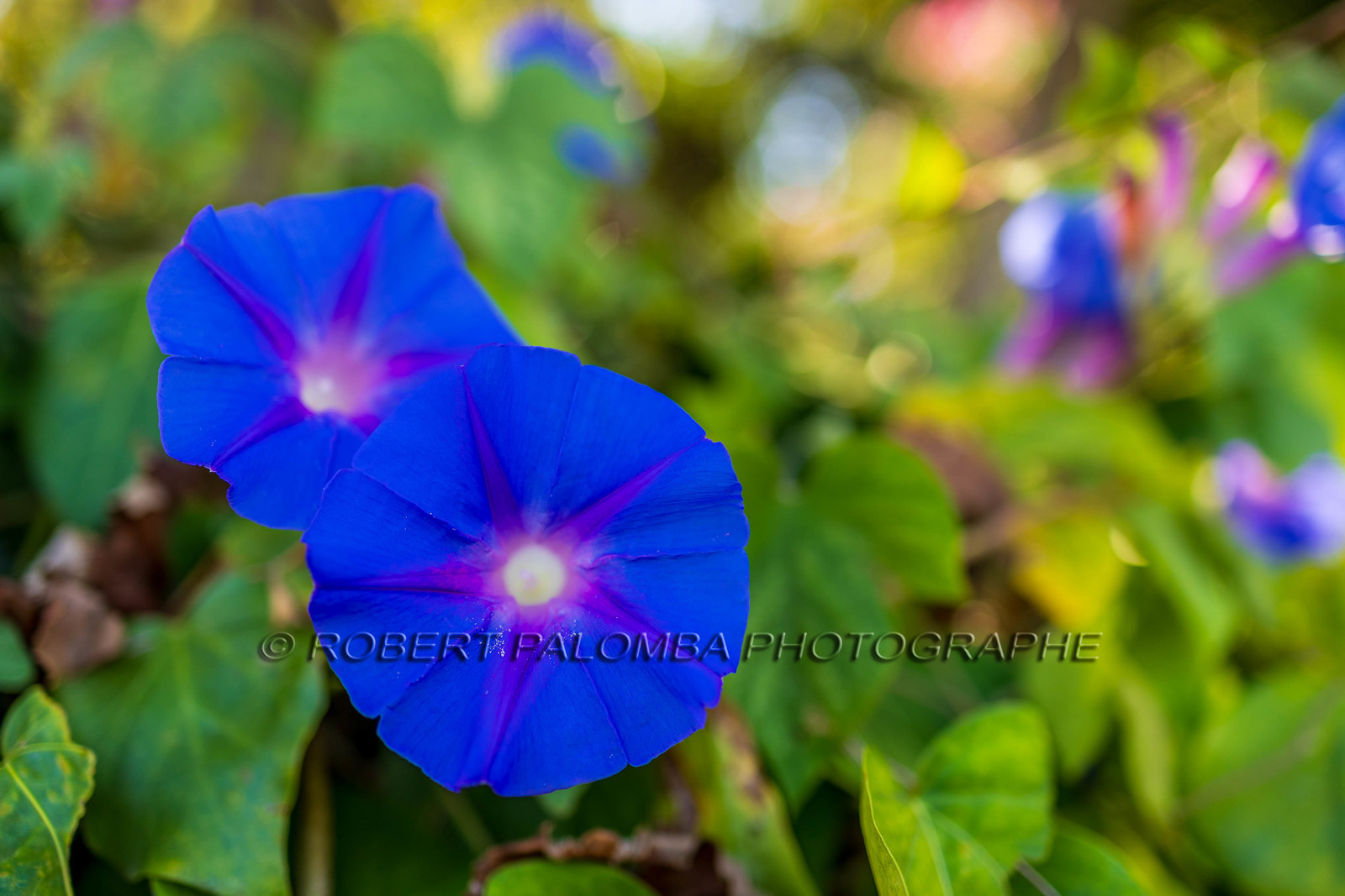 Lérins Sainte-Marguerite 2023