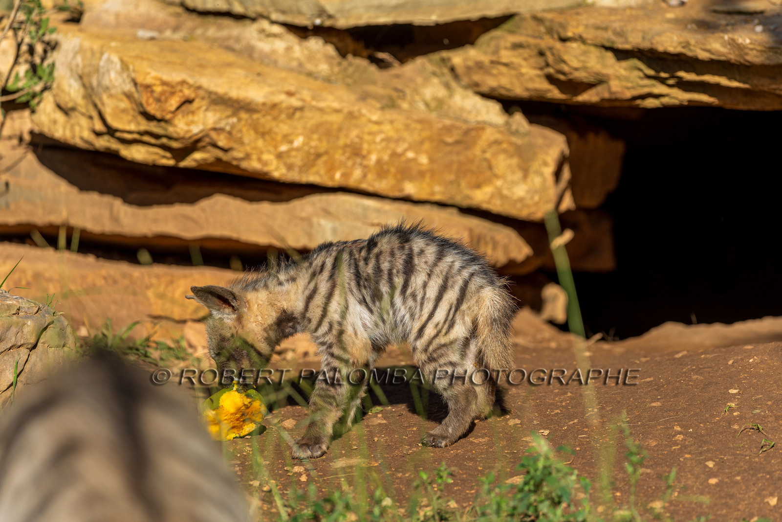 Parc animalier de la Barben