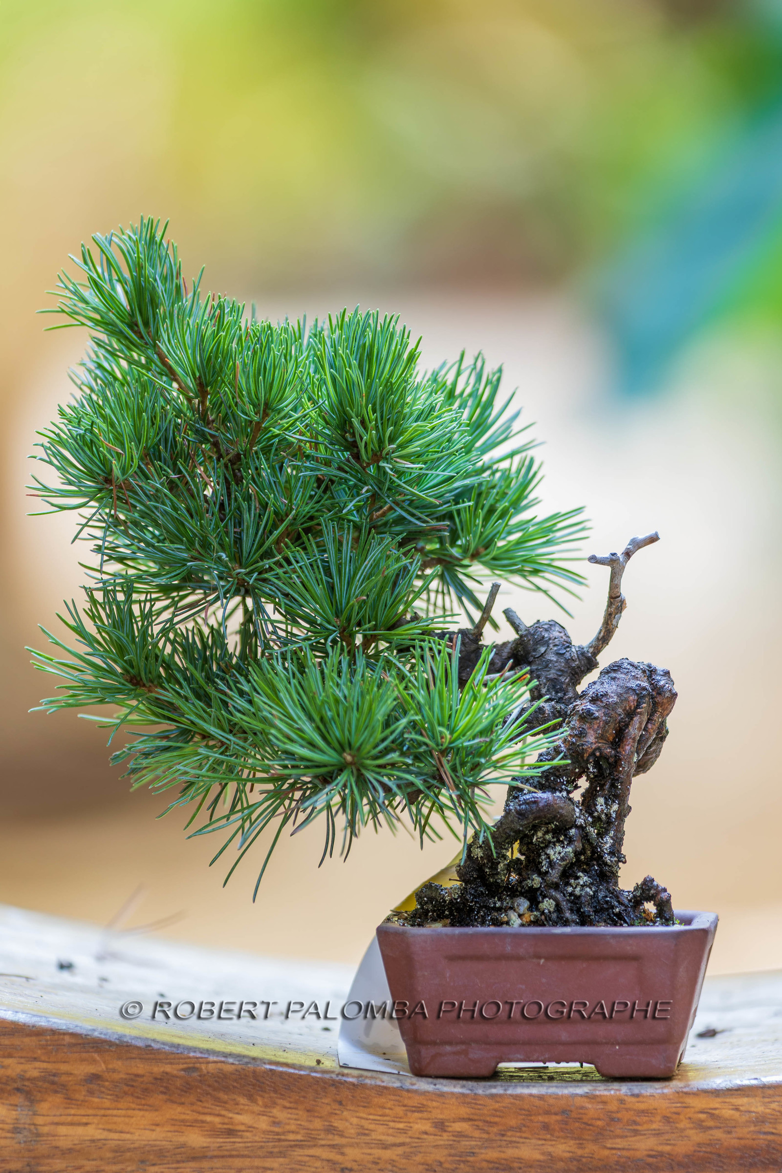 Alpes-Maritimes (06) Nice, Bonsaï,