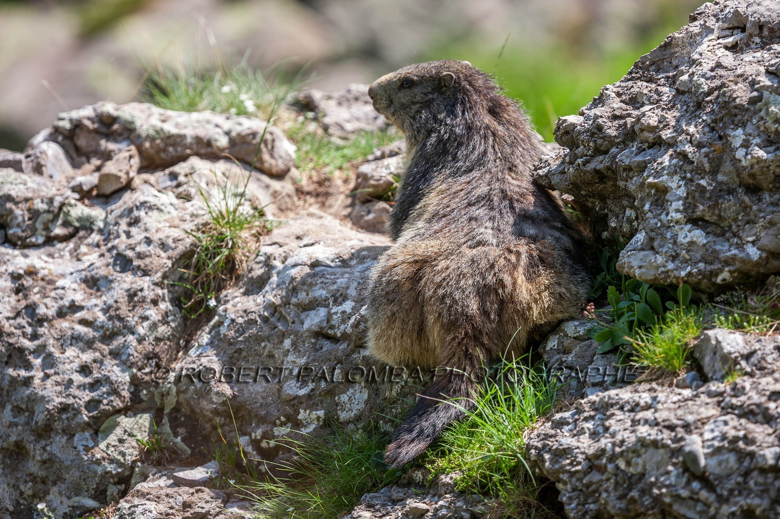 Marmotte, Marmota
