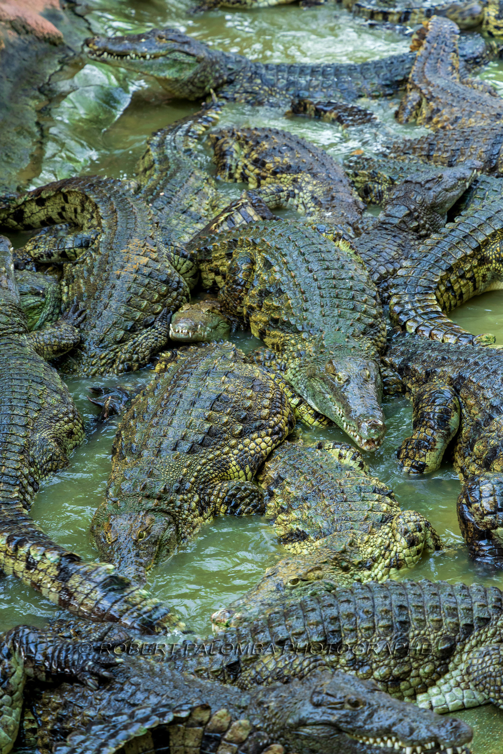 La Ferme aux crocodiles
