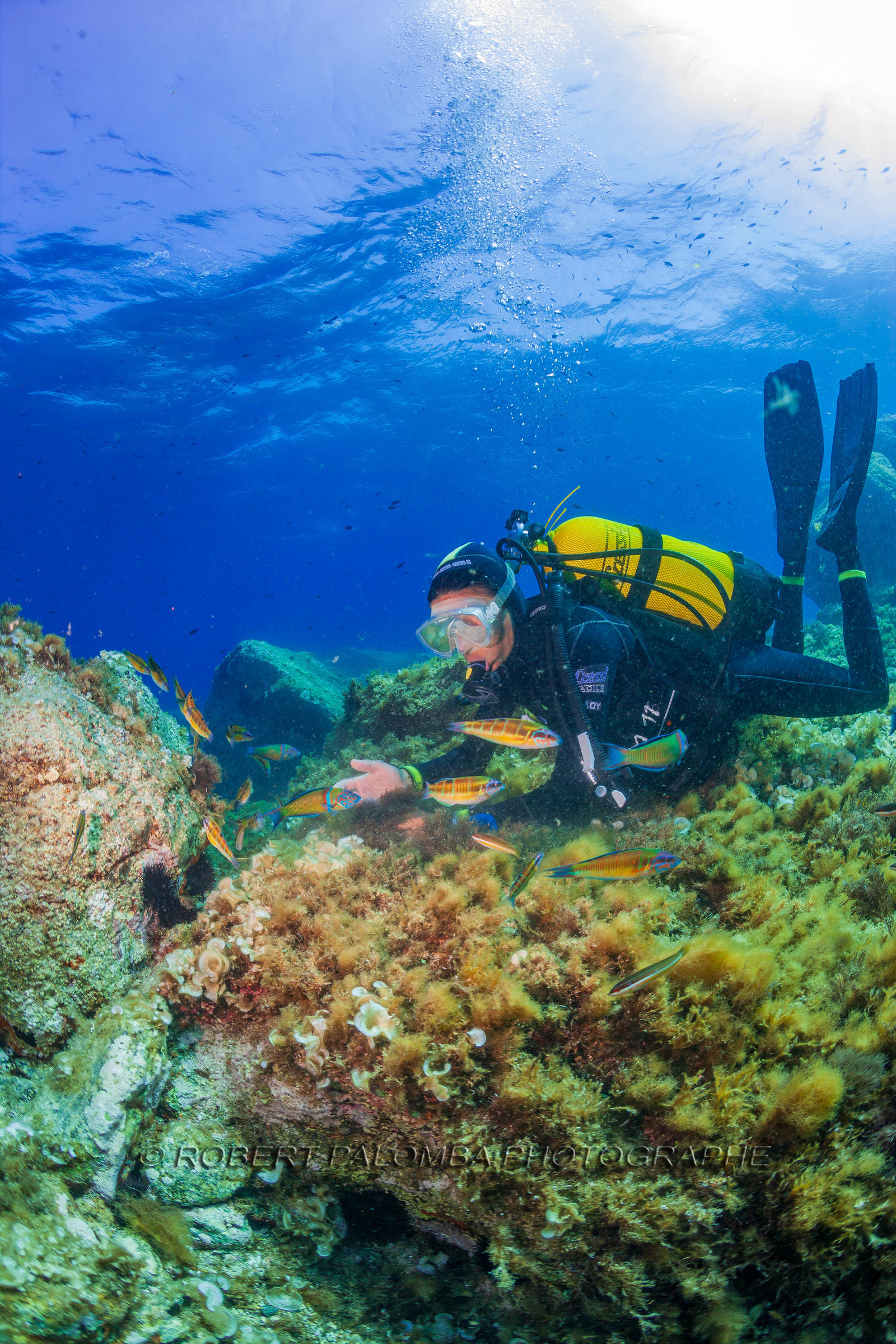 Plongée-sous-marine