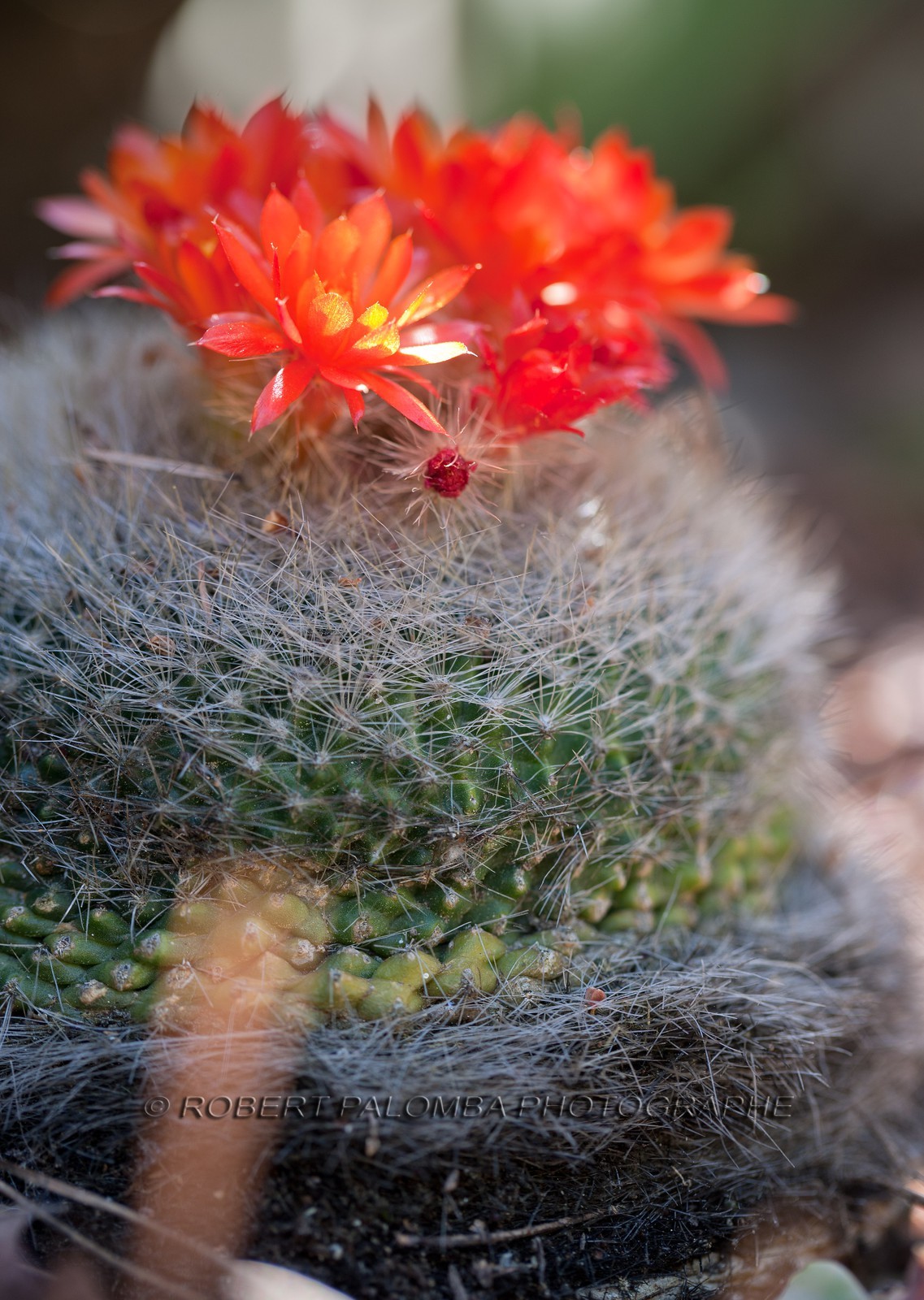 Villa et Jardins Ephrussi de Rothschild