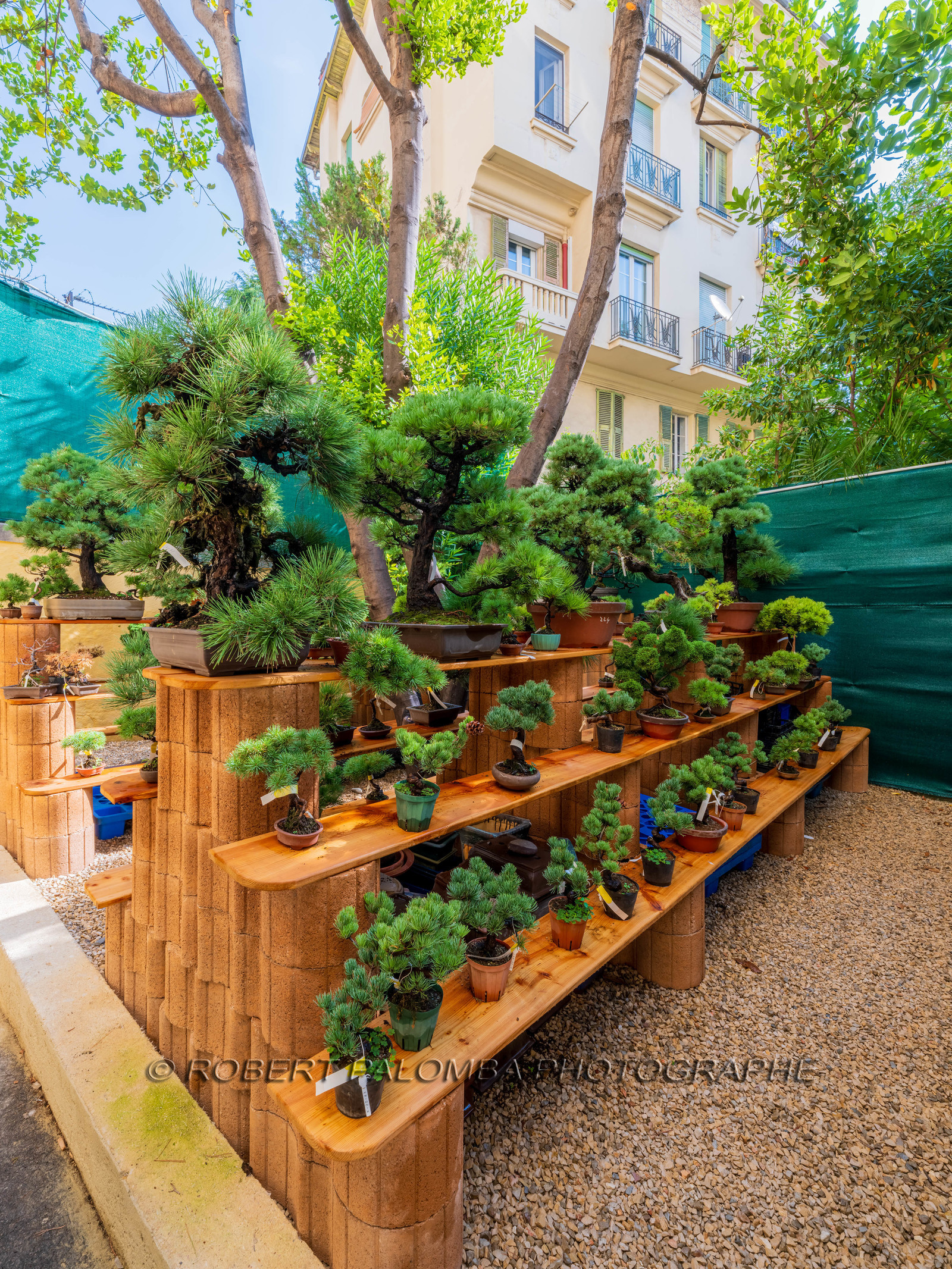 Alpes-Maritimes (06) Nice, Bonsaï,