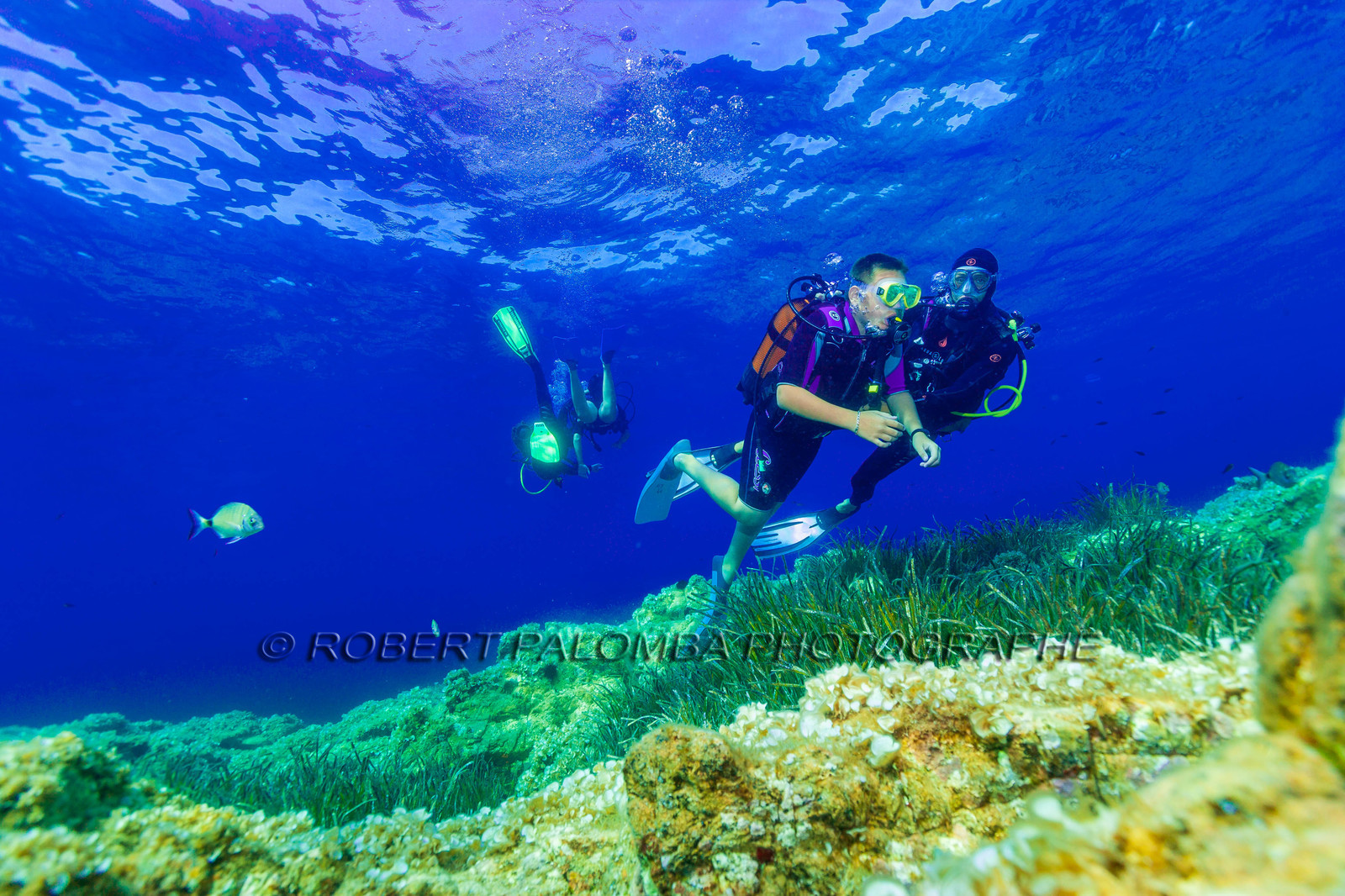 Plongée-sous-marine