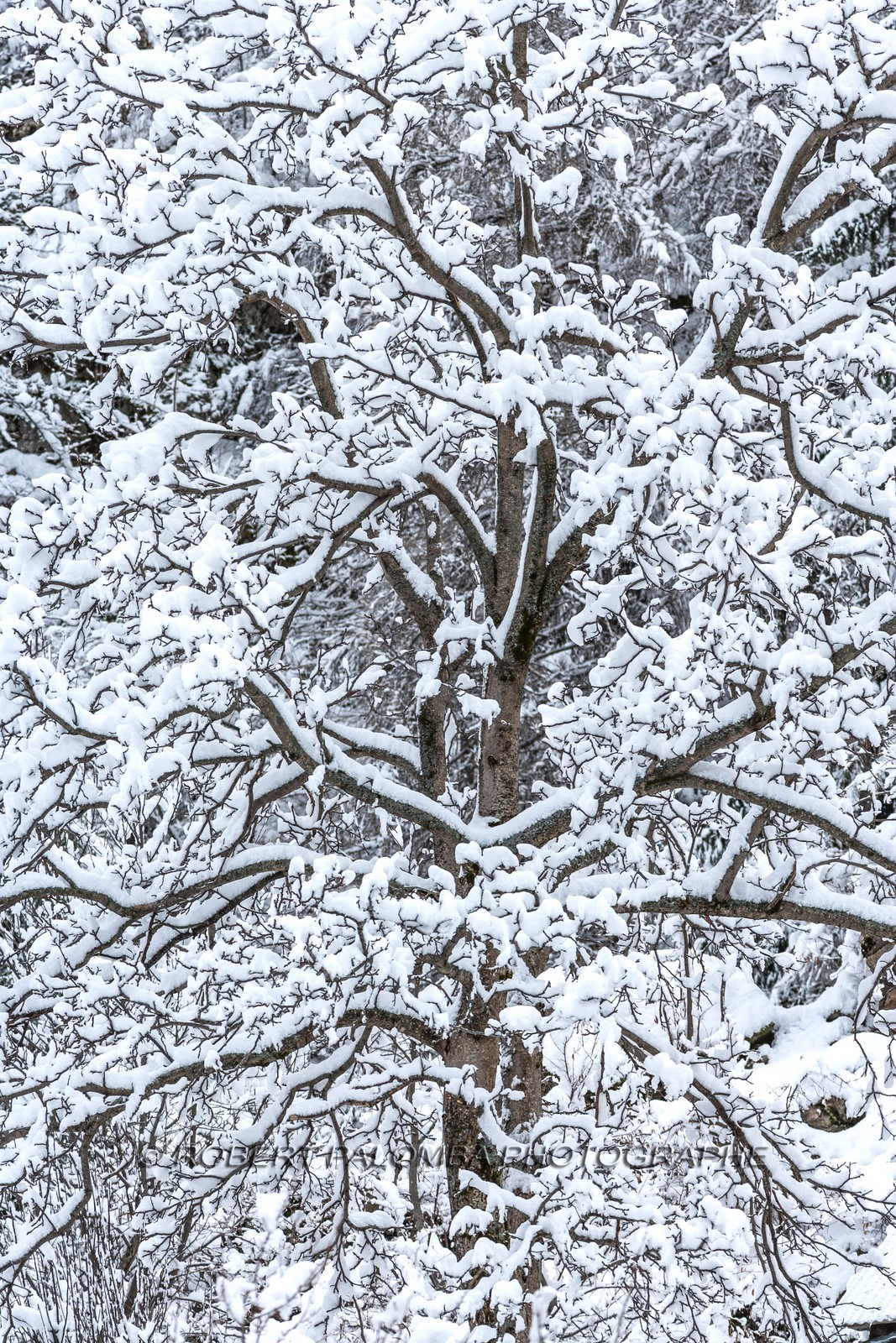 Saint-Dalmas-le-Selvage