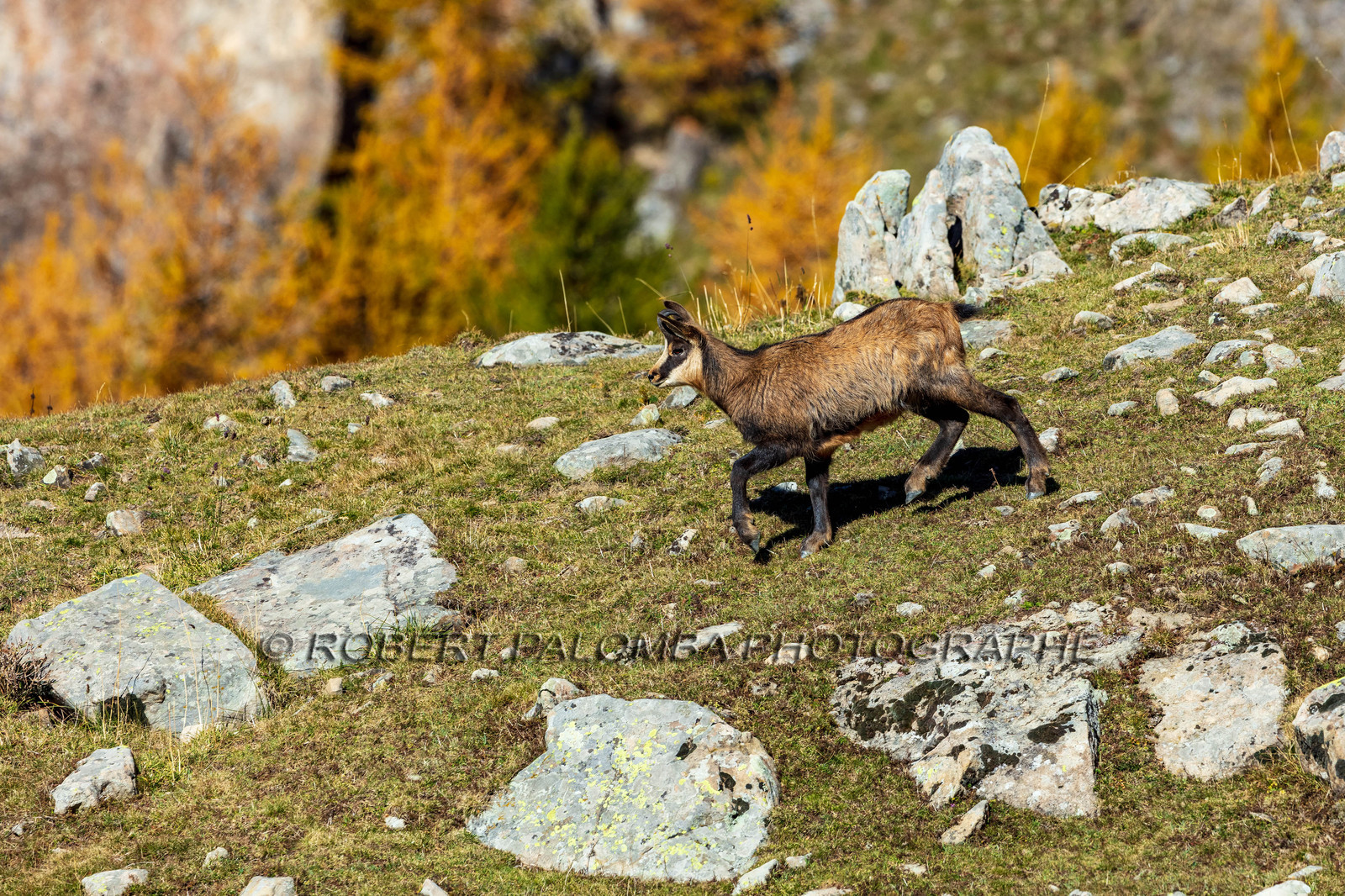 Chamois, Rupicapra rupicapra