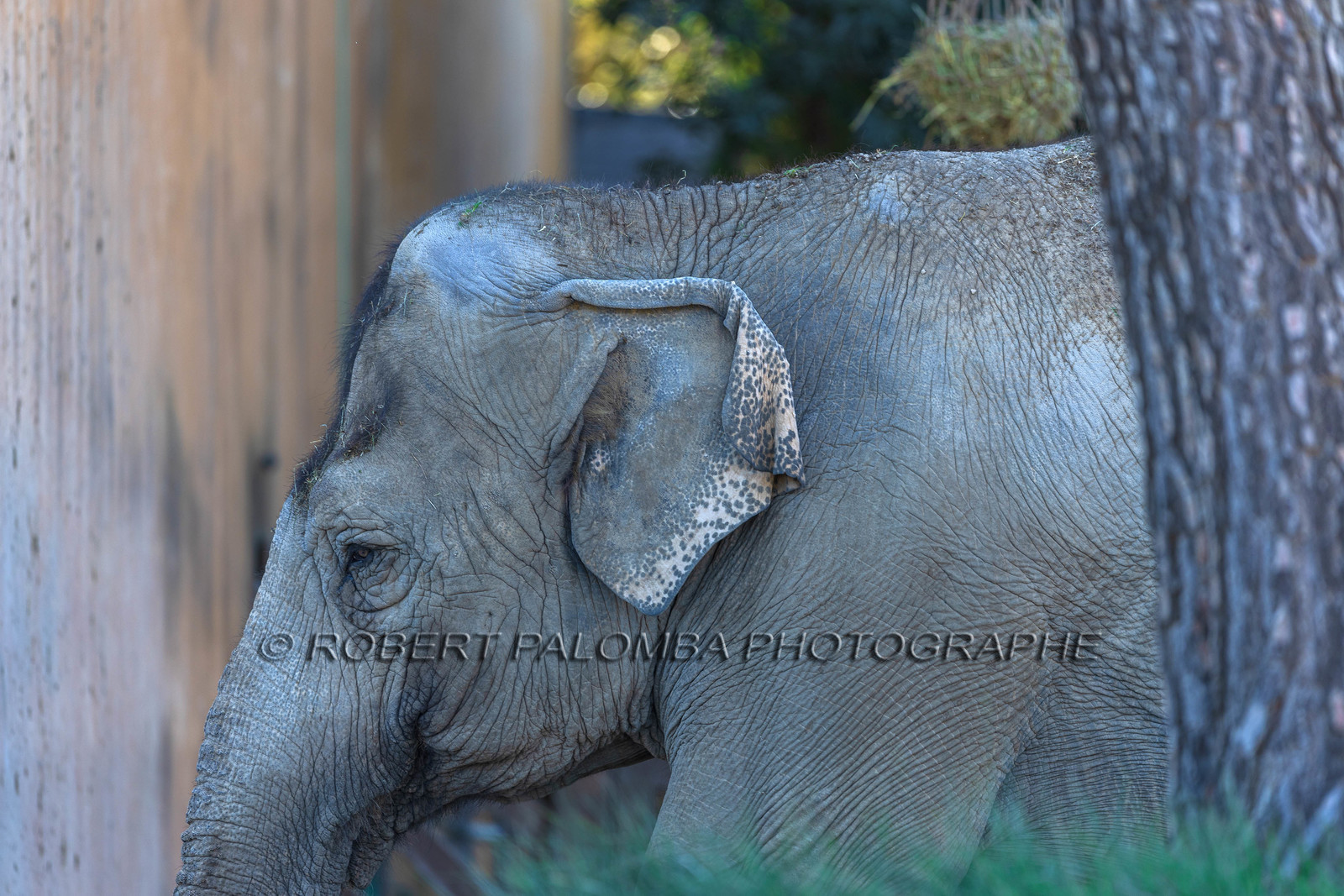 Parc animalier de la Barben