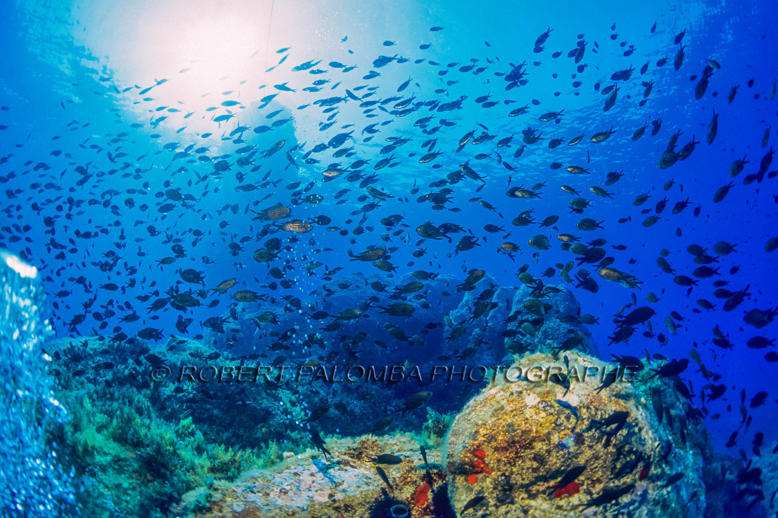 Plongée sous-marine