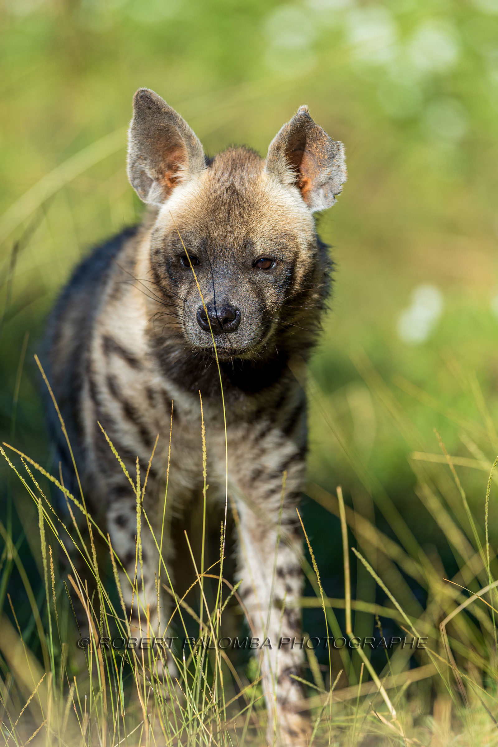 Parc animalier de la Barben