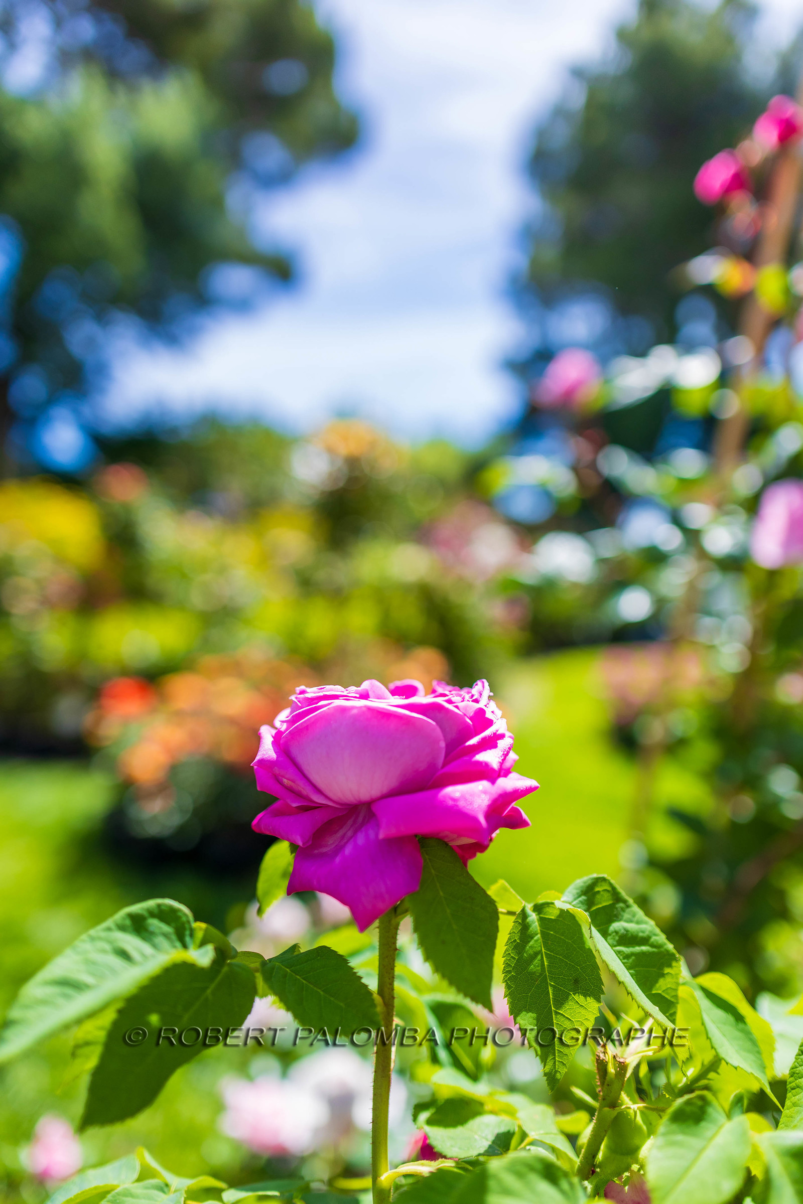 Saint-Jean-Cap-Ferrat