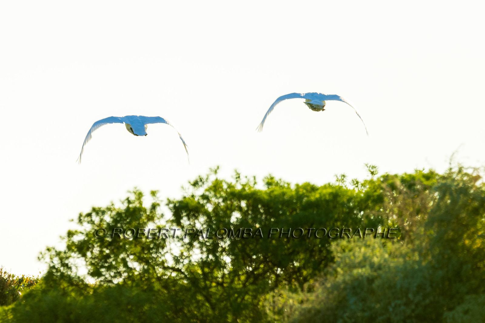 Lérins Sainte Marguerite 2024