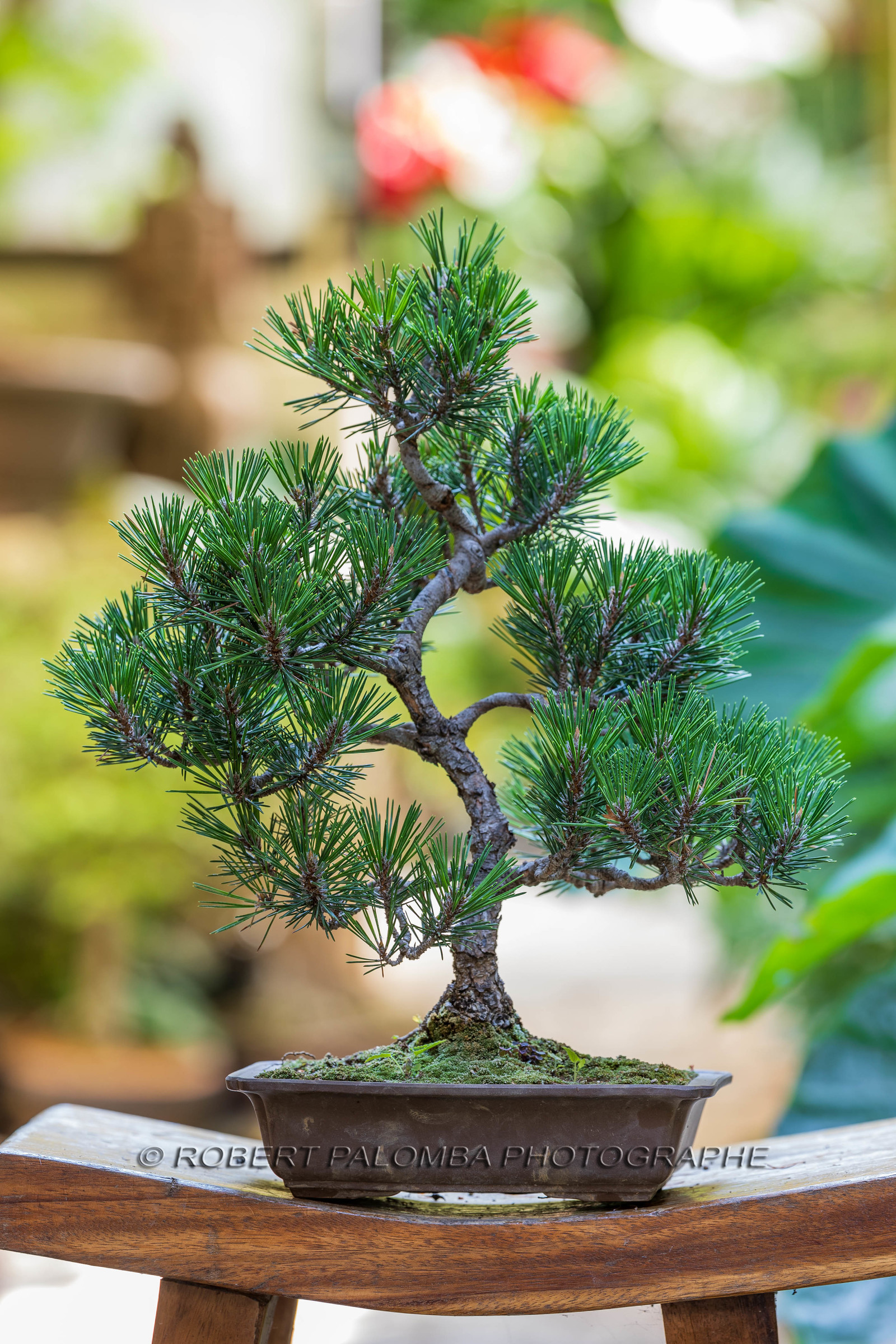 Alpes-Maritimes (06) Nice, Bonsaï,