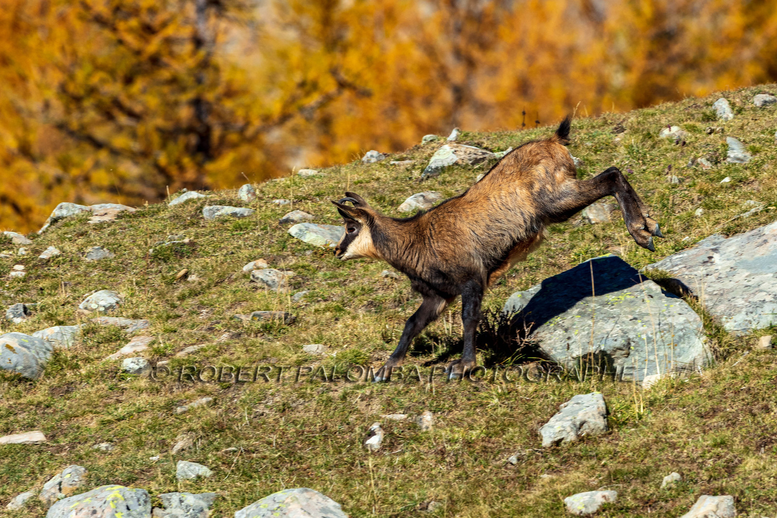 Chamois, Rupicapra rupicapra