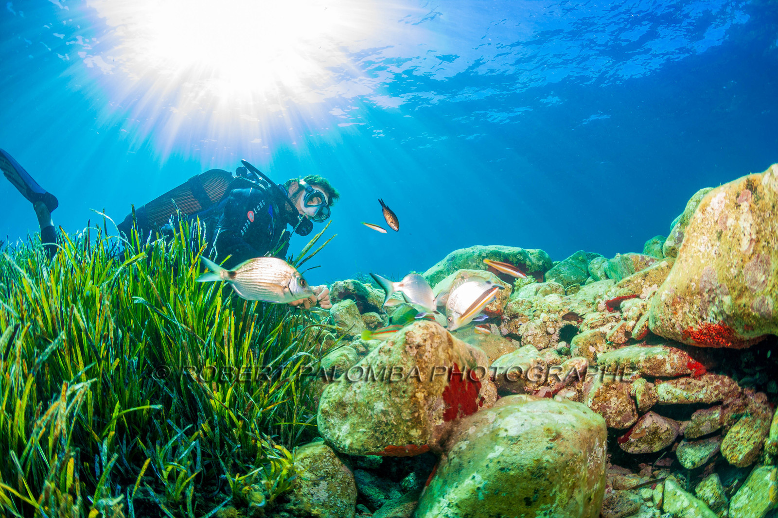 Plongée-sous-marine