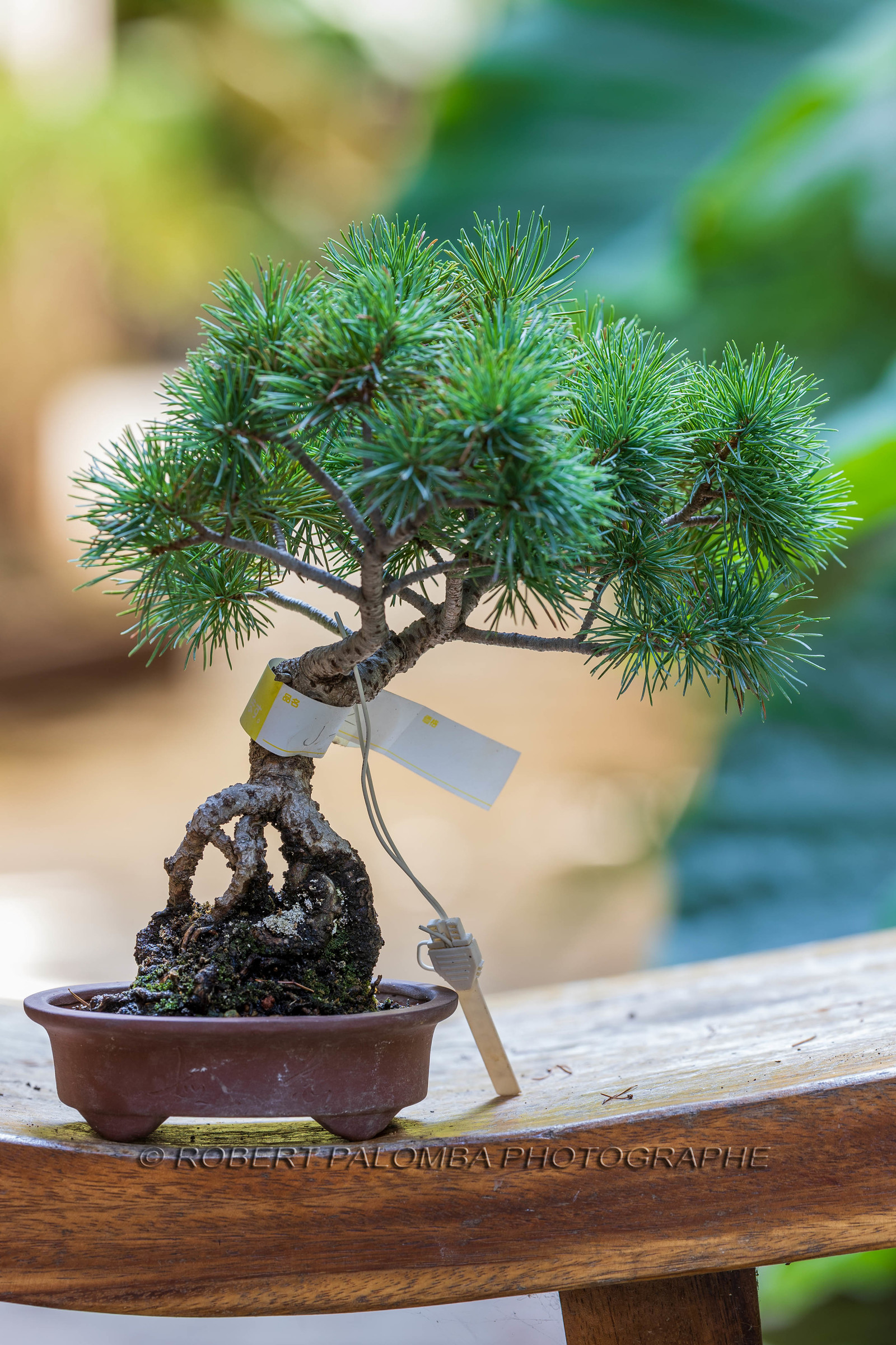 Alpes-Maritimes (06) Nice, Bonsaï,