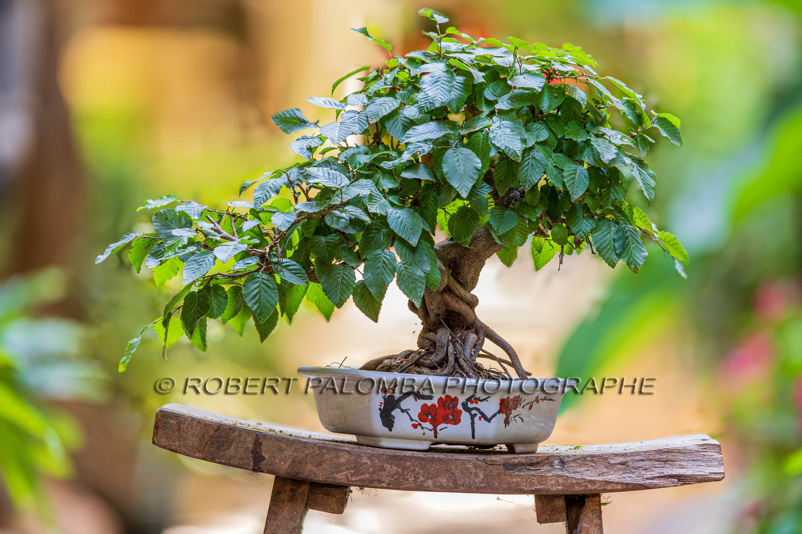 Bonsai Center