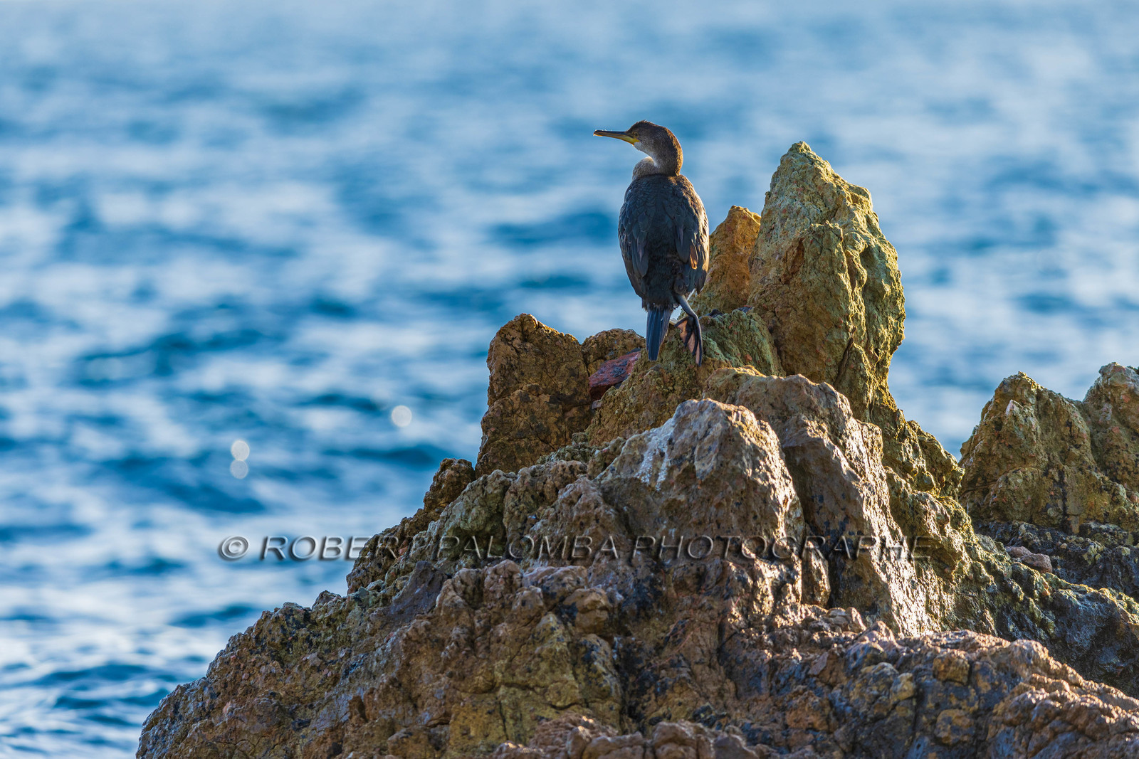 Cormoran huppé immature