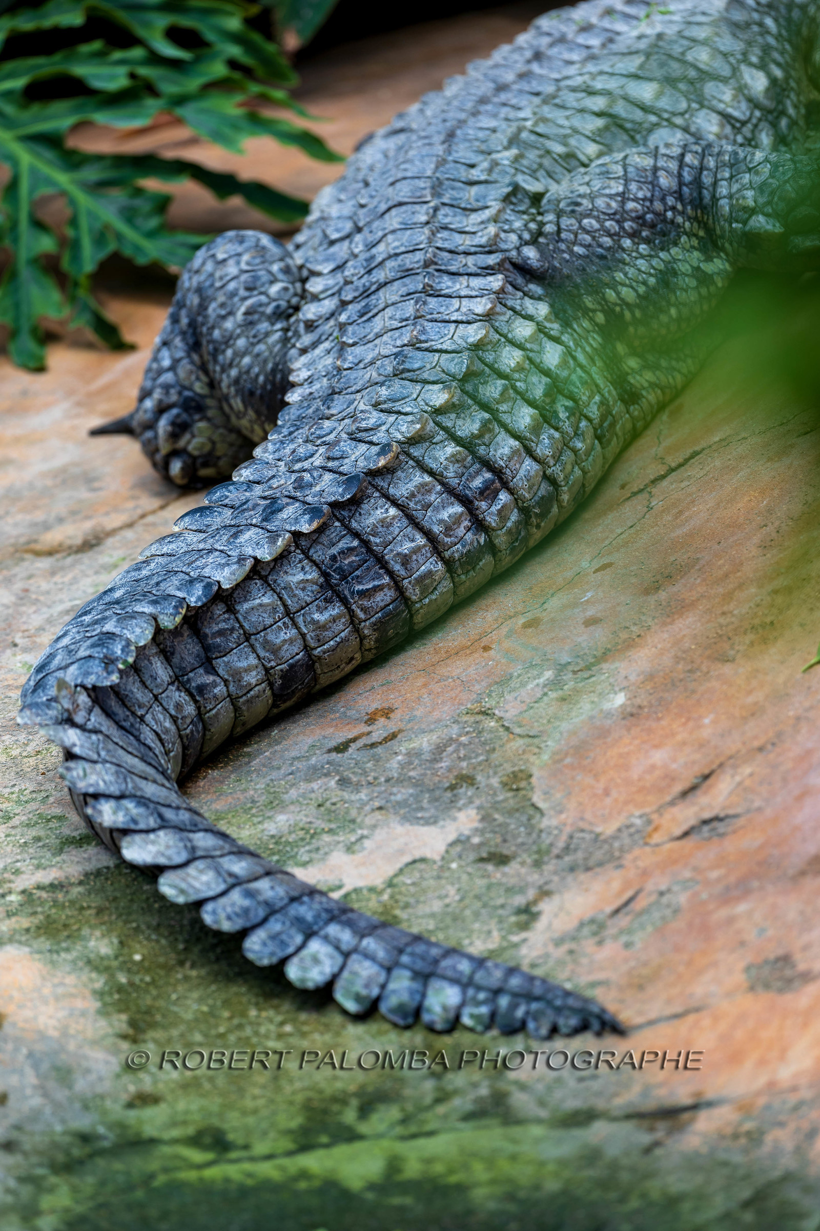 La Ferme aux crocodiles