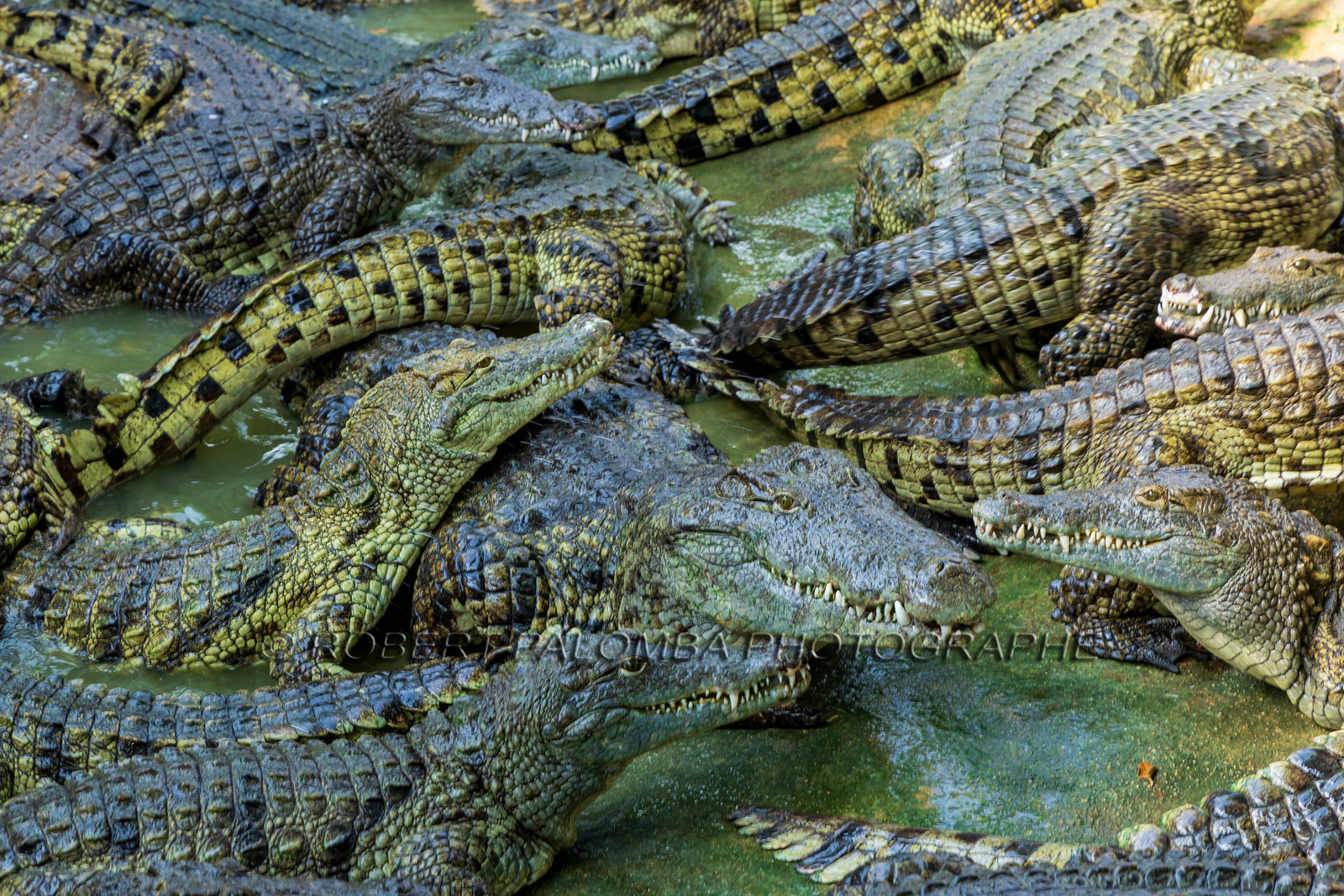 La Ferme aux crocodiles