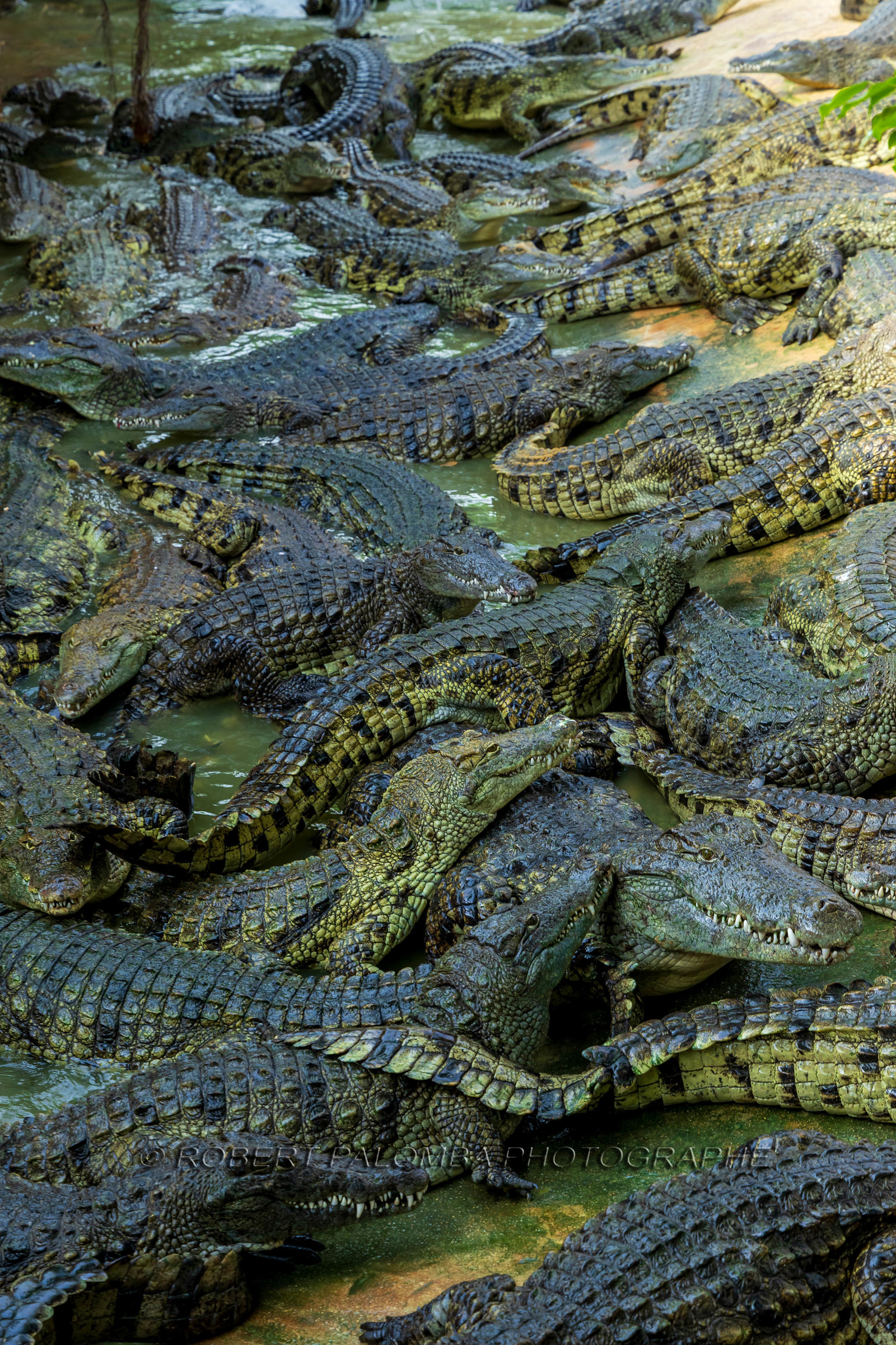 La Ferme aux crocodiles