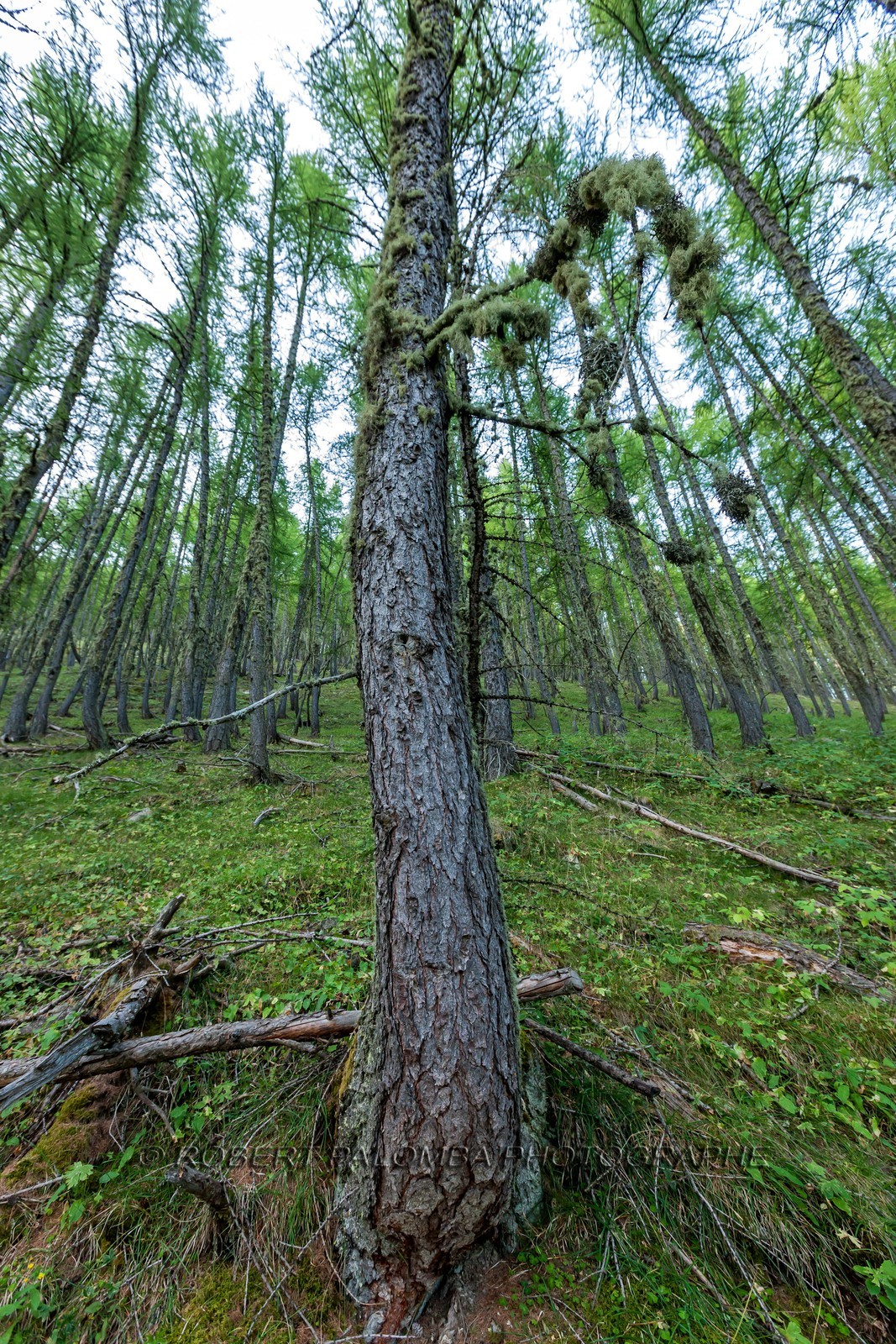 Rando Vtt Lacs de Lignin