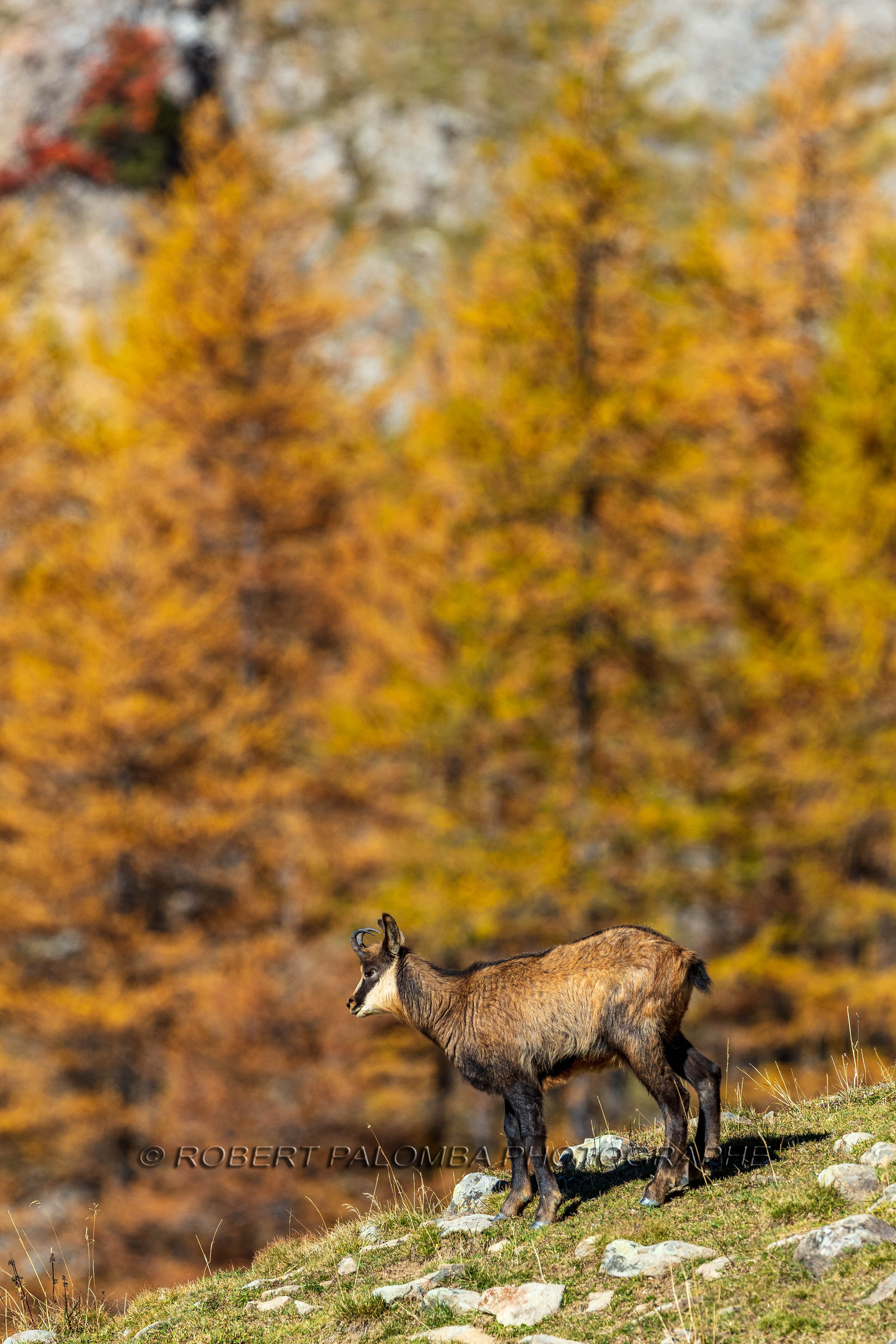 Chamois, Rupicapra rupicapra
