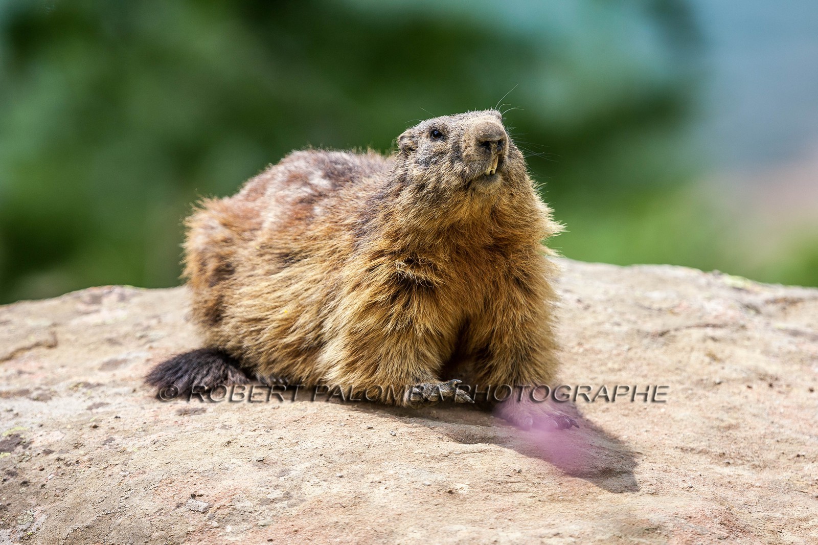Marmotte, Marmota