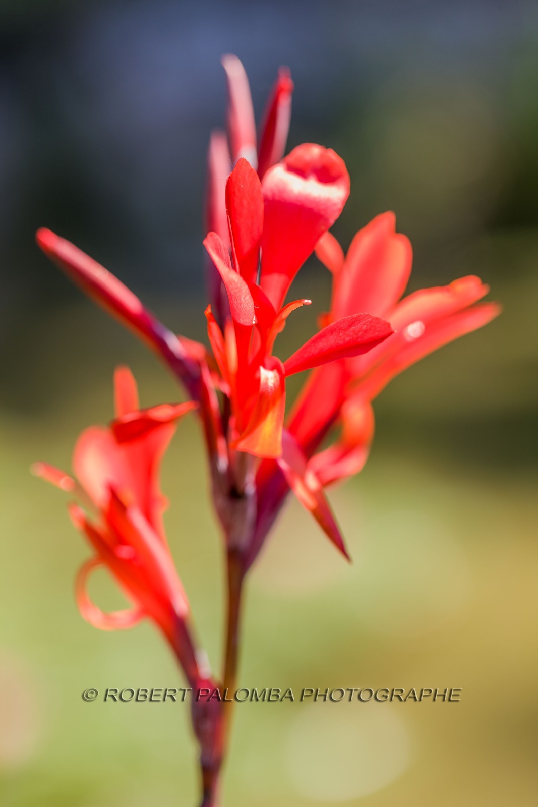 Canna indica,  La Conflore