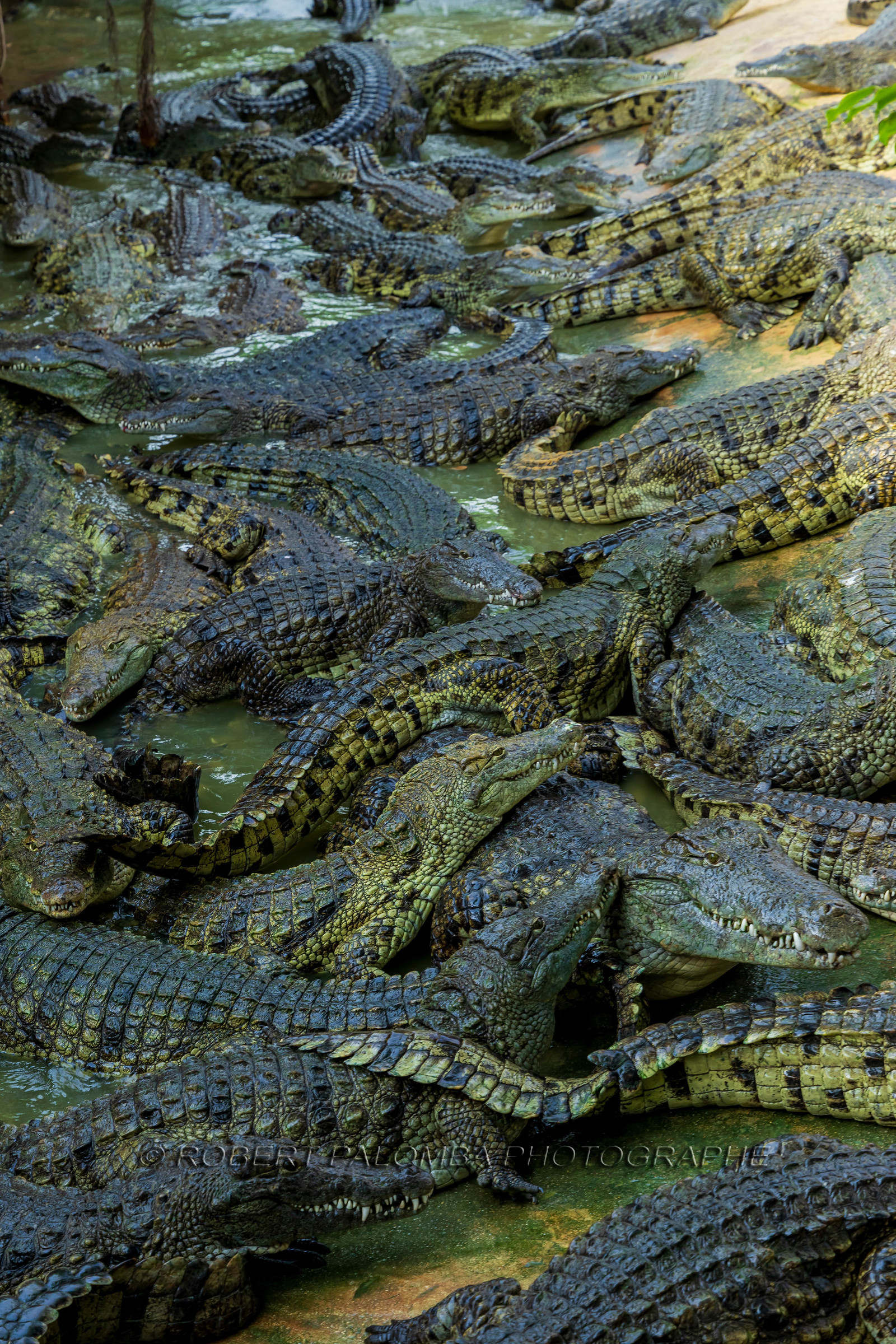 La Ferme aux crocodiles