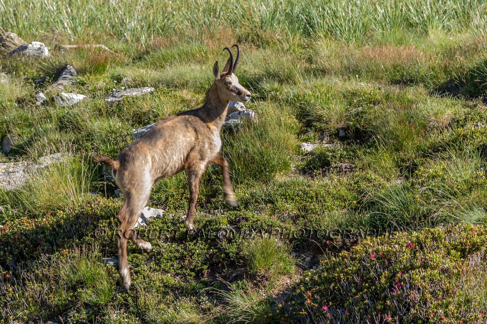 Chamois